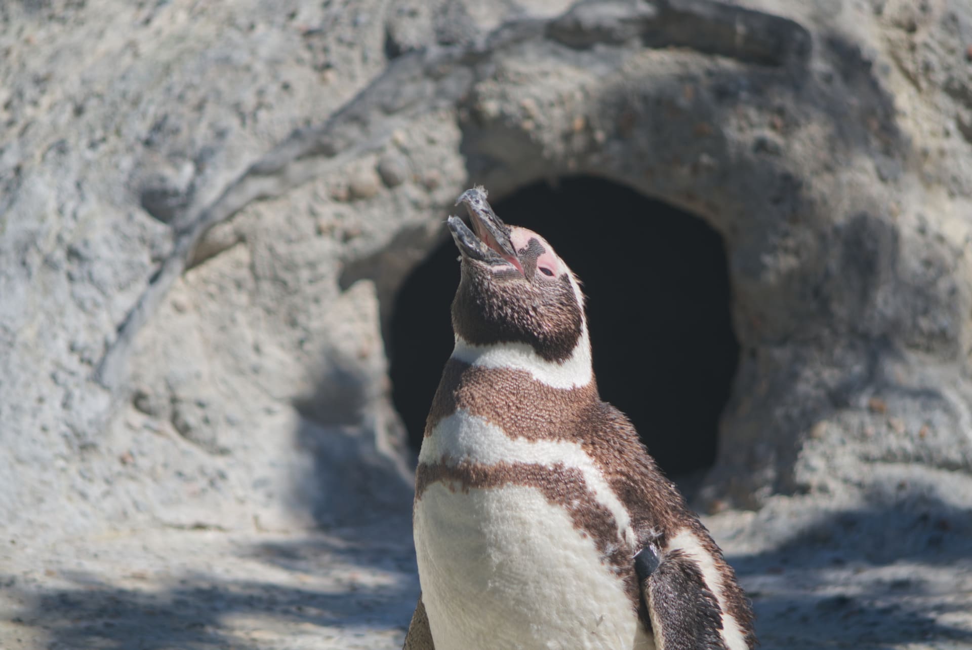 magellanic-penguin-san-francisco-zoo