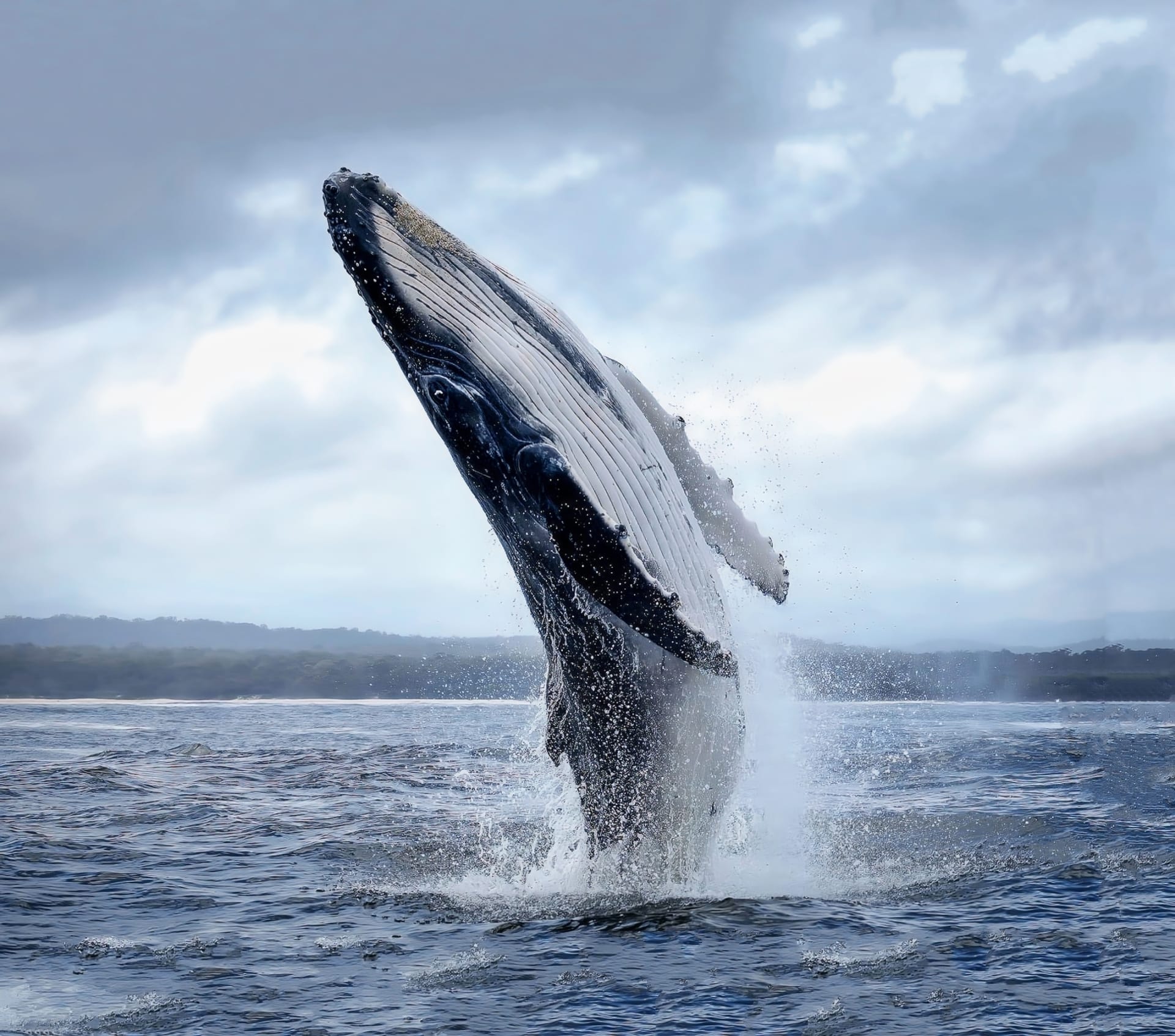 magnificent-humpback-whale-upright-position-splashes