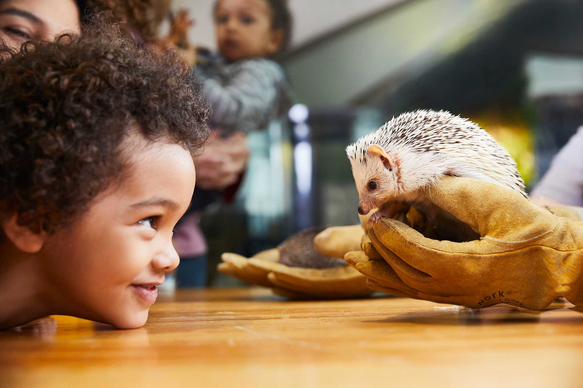 Child Looking at Hedgehog at the Museum of Science
