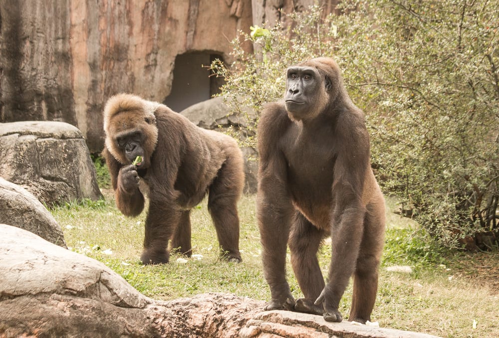 New Year's Eve in New Orleans