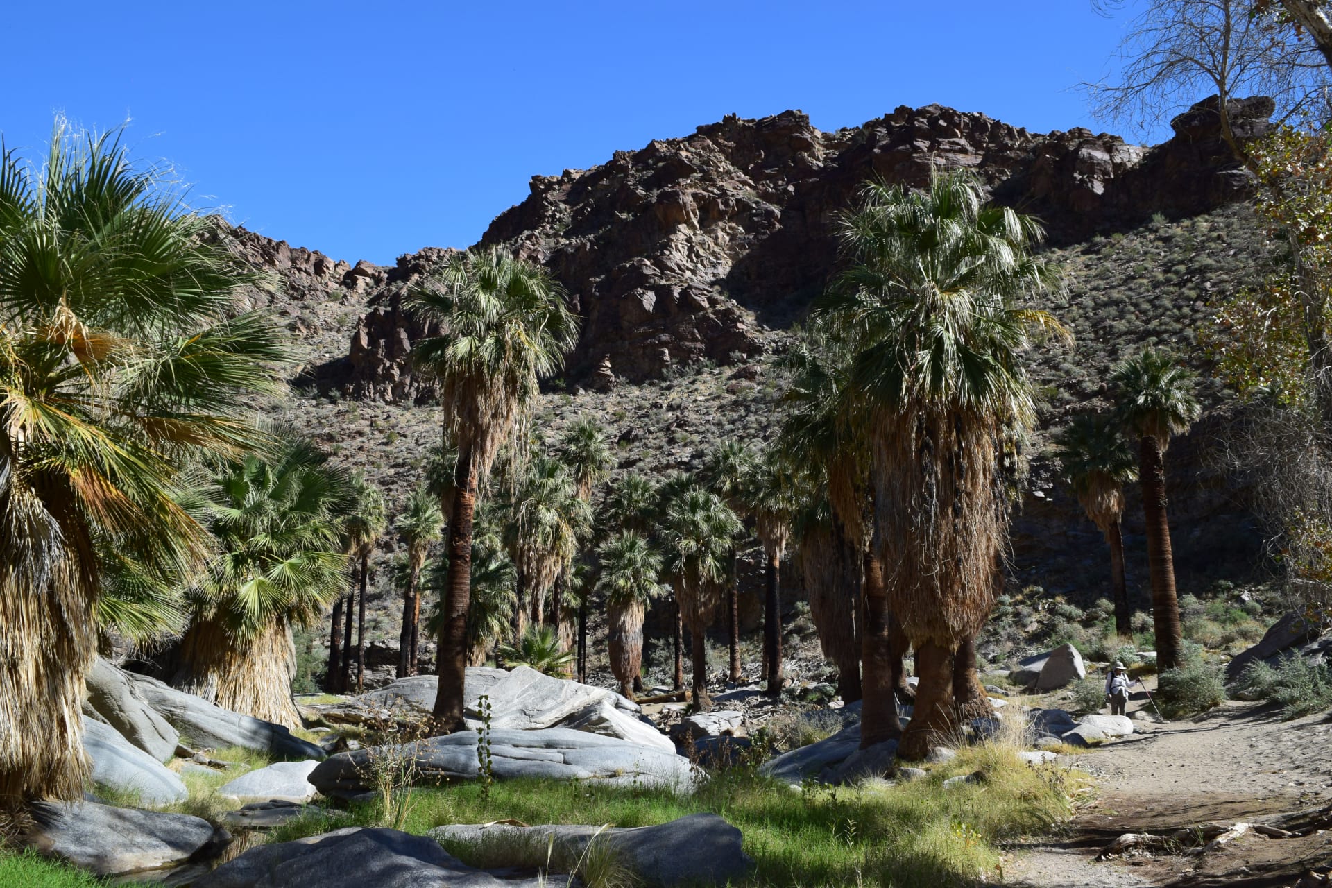 Palm Canyon Trail