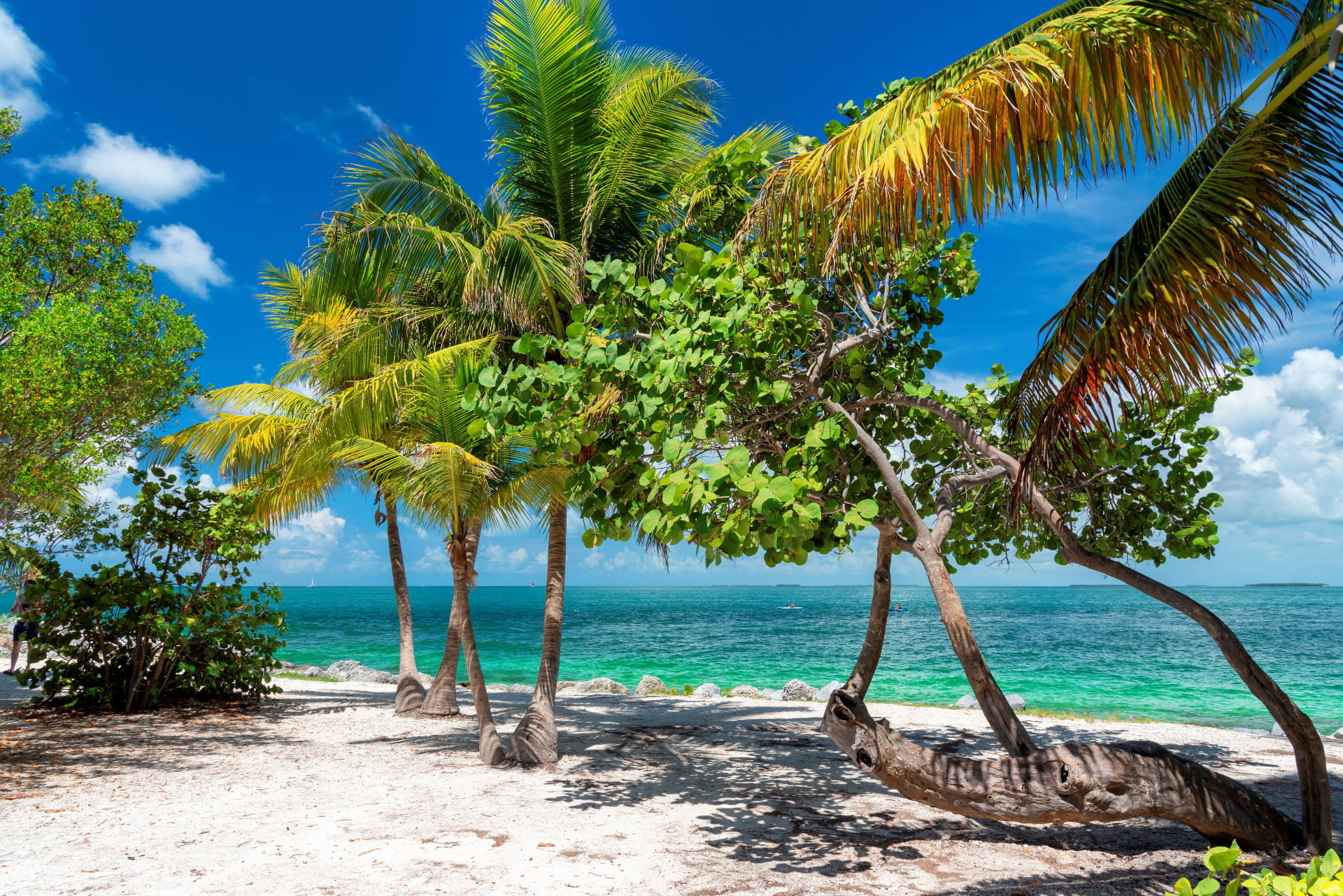 palm-trees-turquoise-sea-tropical-beach