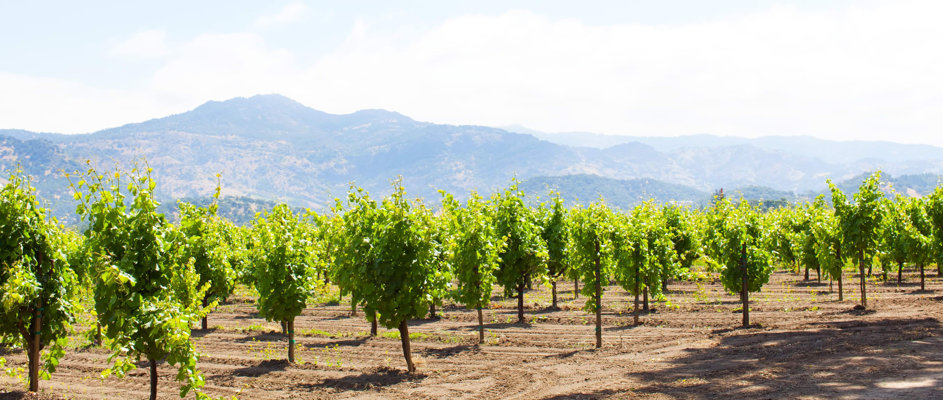 panorama-vineyards-napa-valley-california