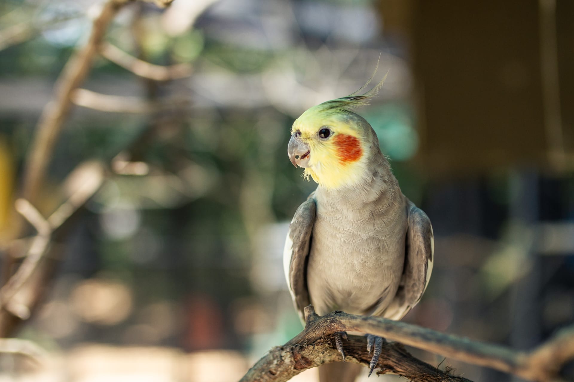 parot-miami-zoo-garden-on-stone