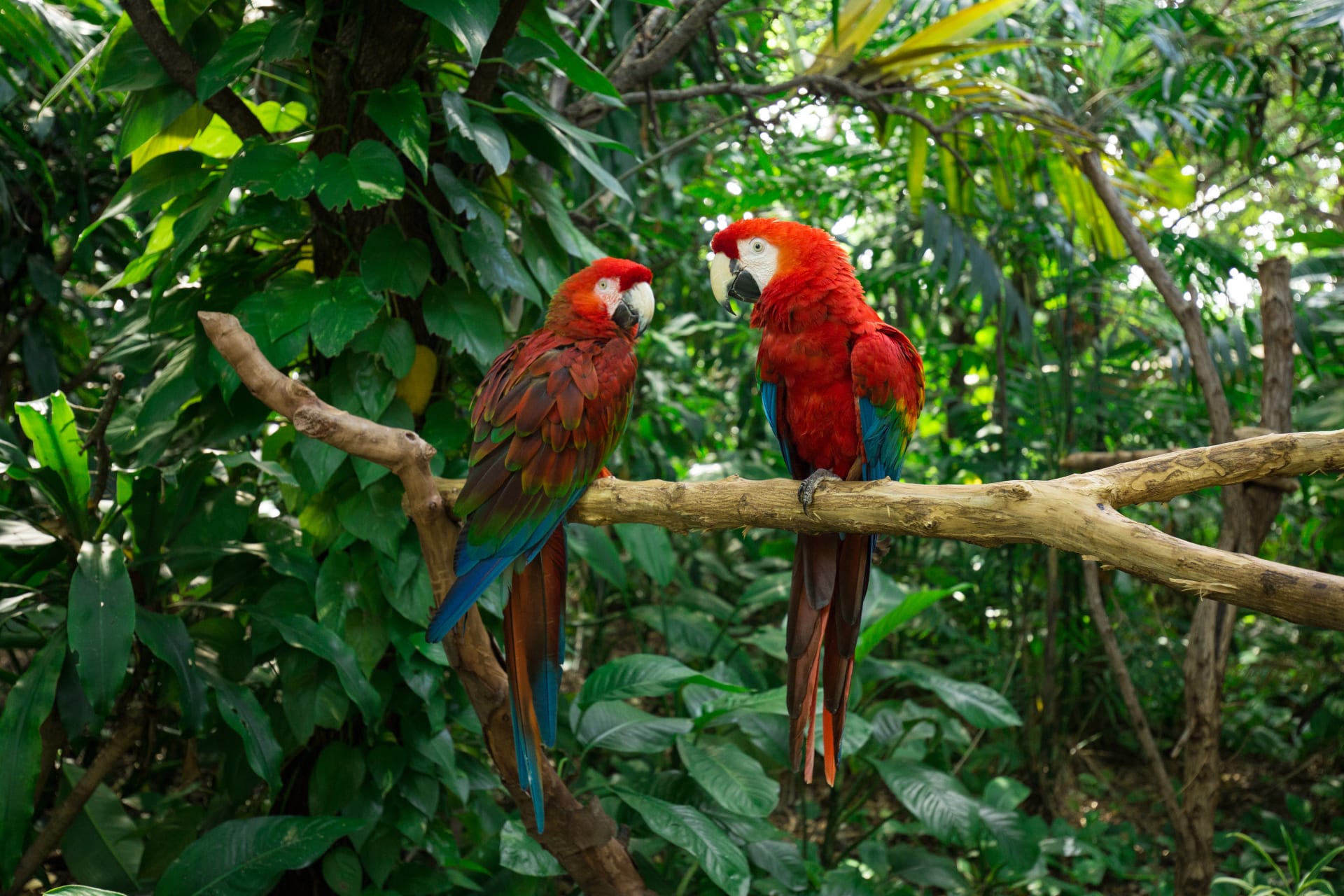 parrots-jungle-island-miami-florida