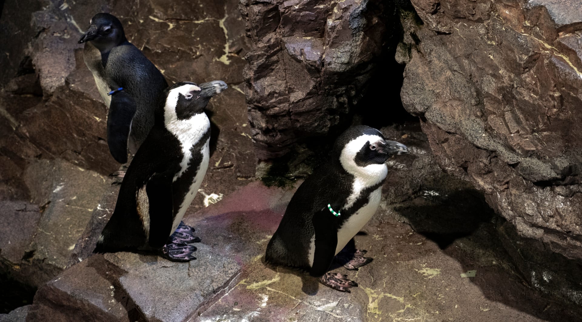 penguins-ay-new-england-aquarium