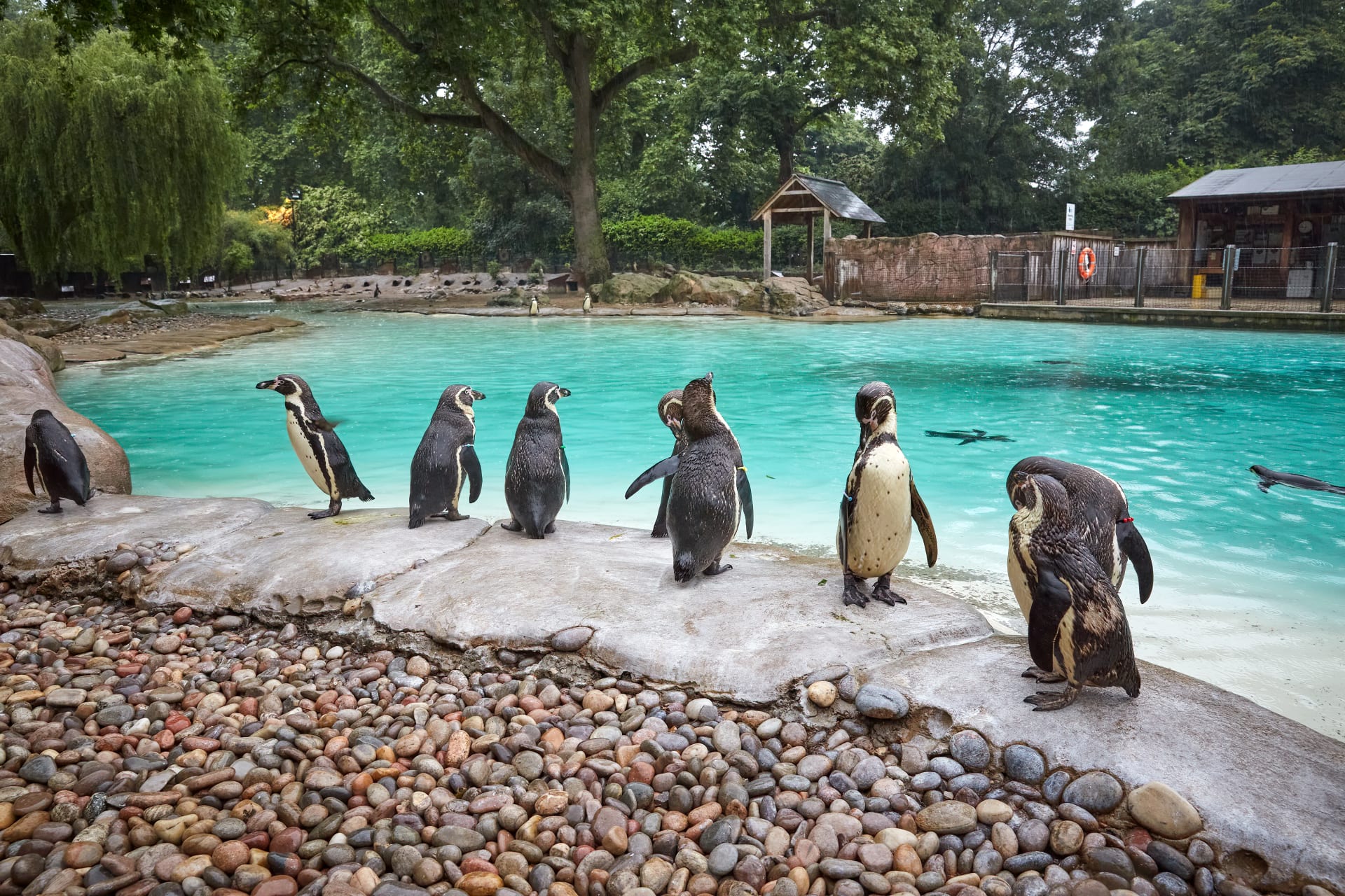 pinguins London