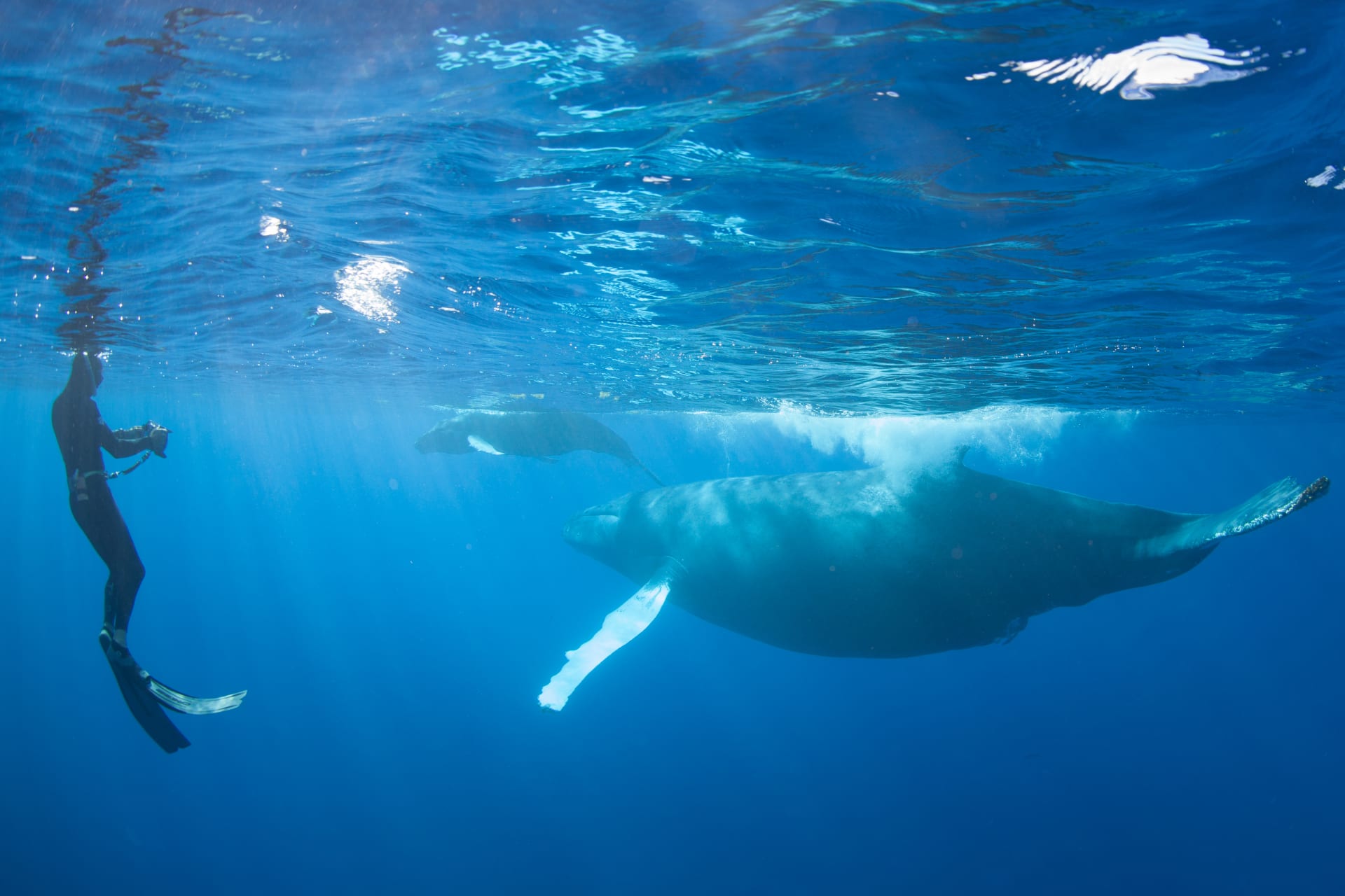 photographer-watches-humpback-whales