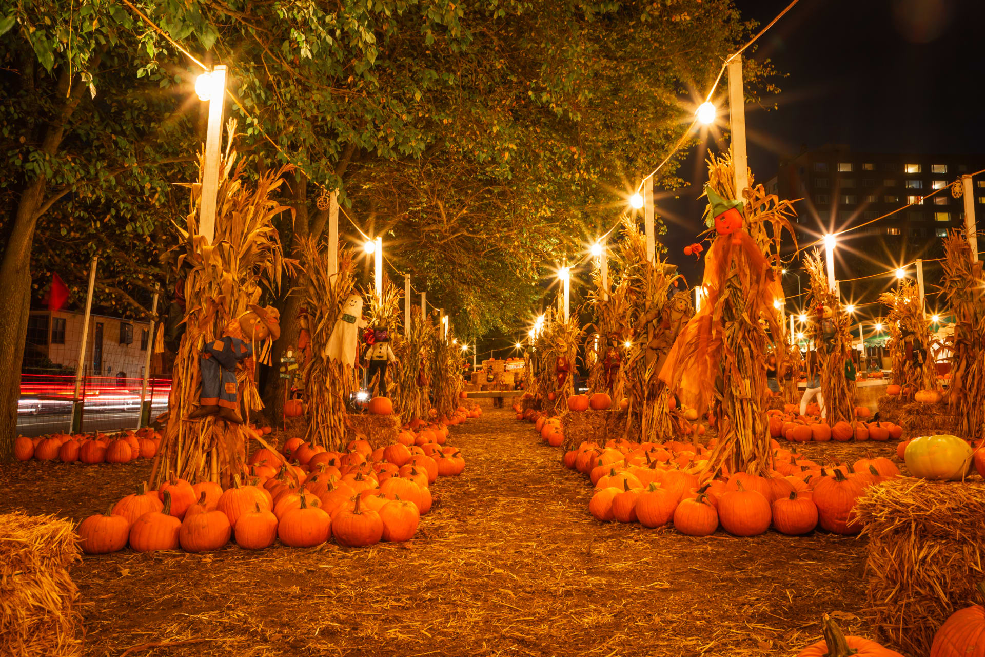 pumpkin-patch-san-francisco