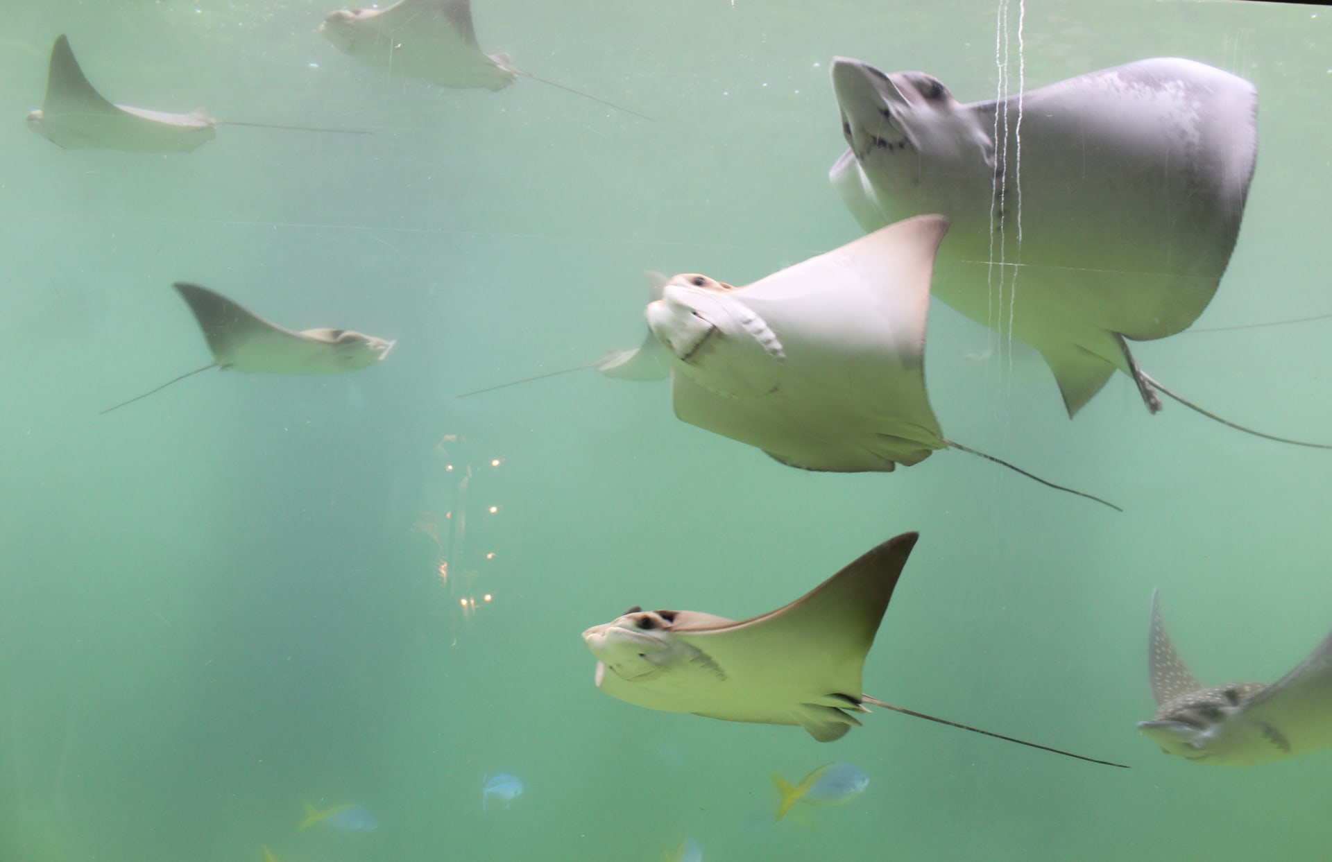 rays-floating-by-aquarium-seaworld-san-diego