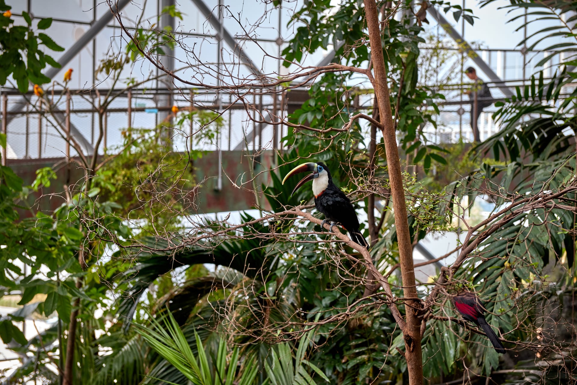 red-billed-toucan-indoor-rainforest