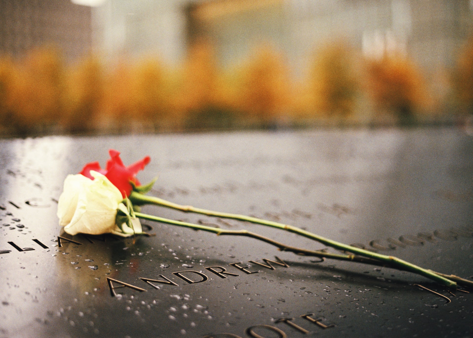 red-white-rose-on-911-memorial