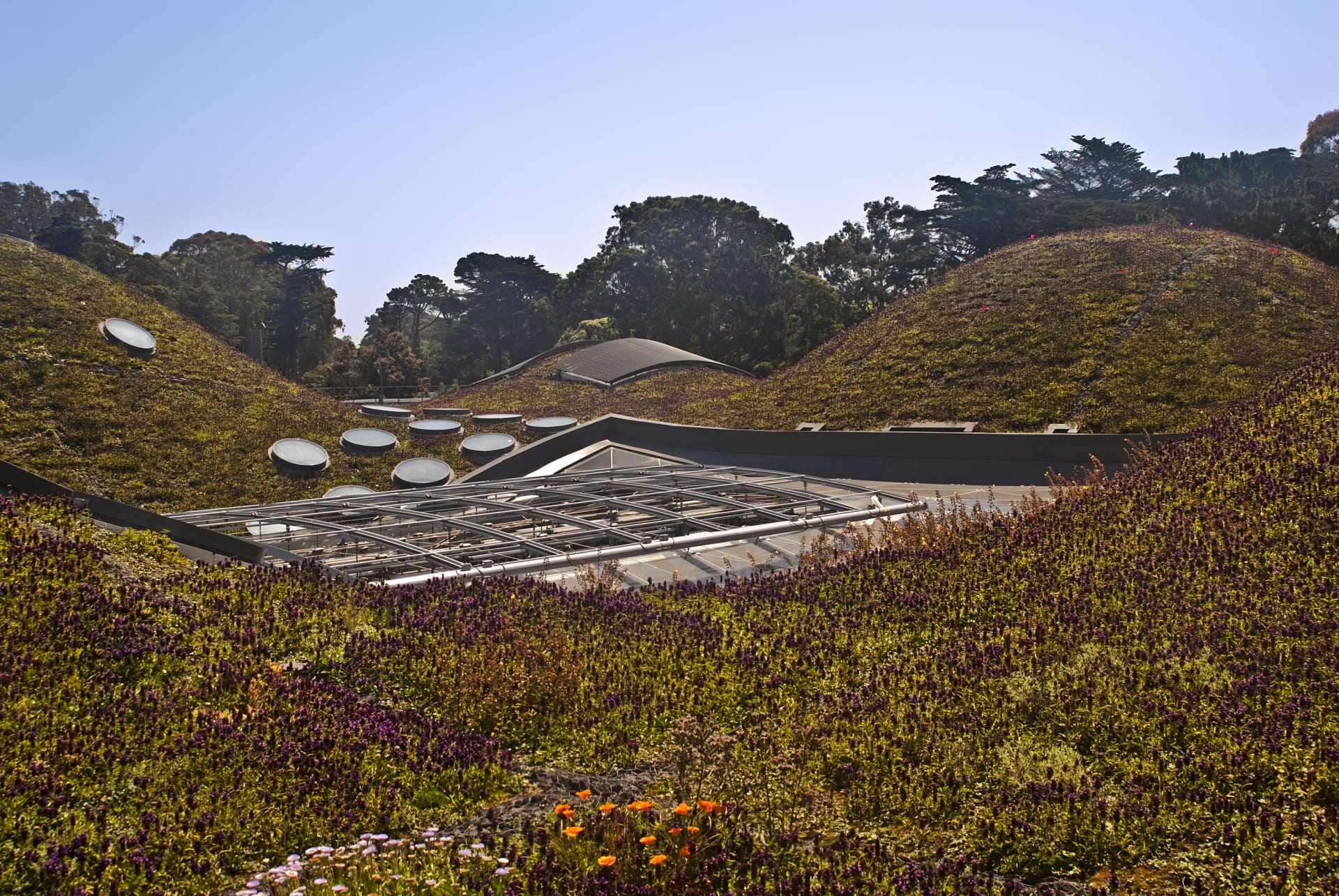 roof-california-academy-sciences-san-francisco