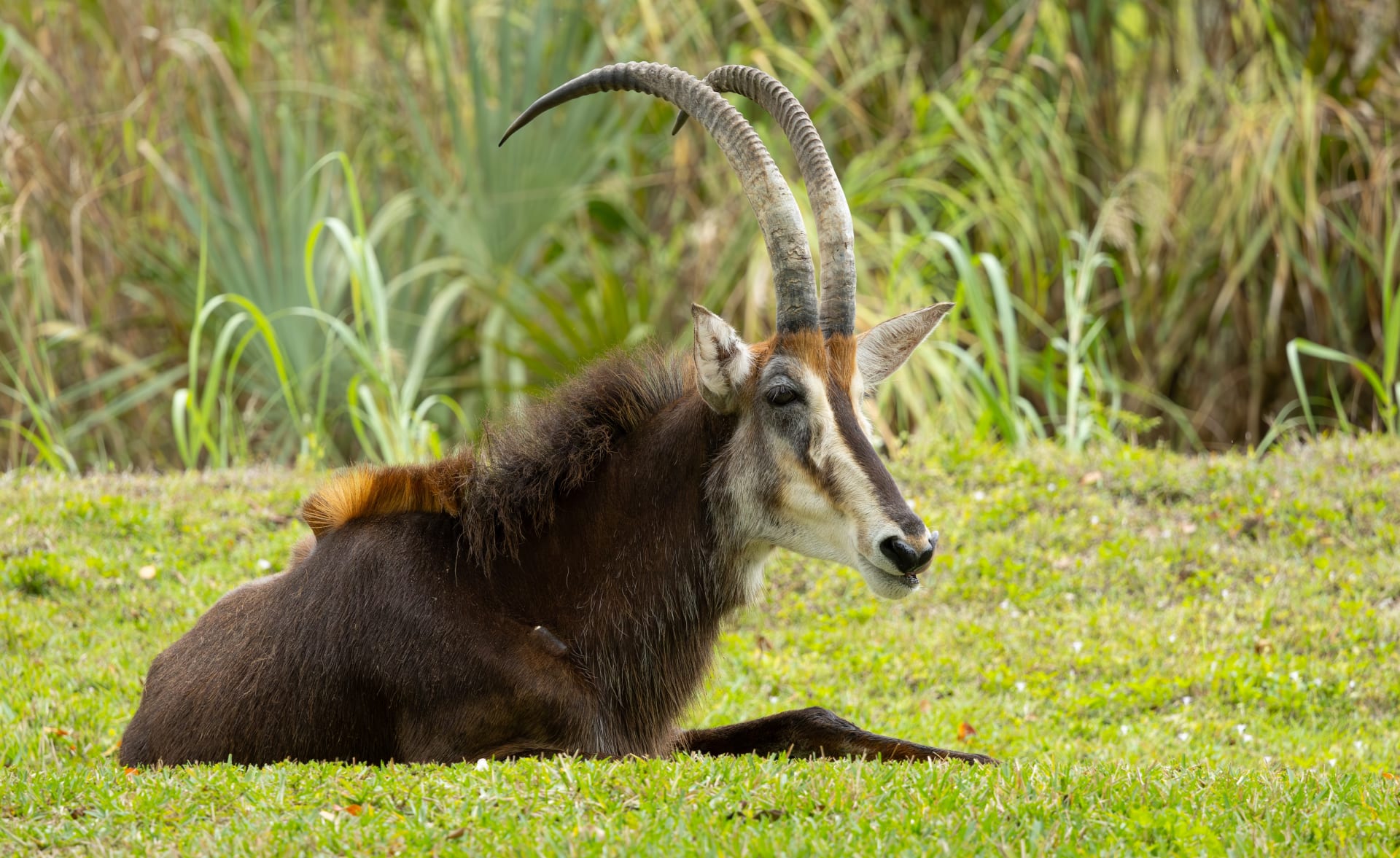 sable-antelope-male-miami-zoo