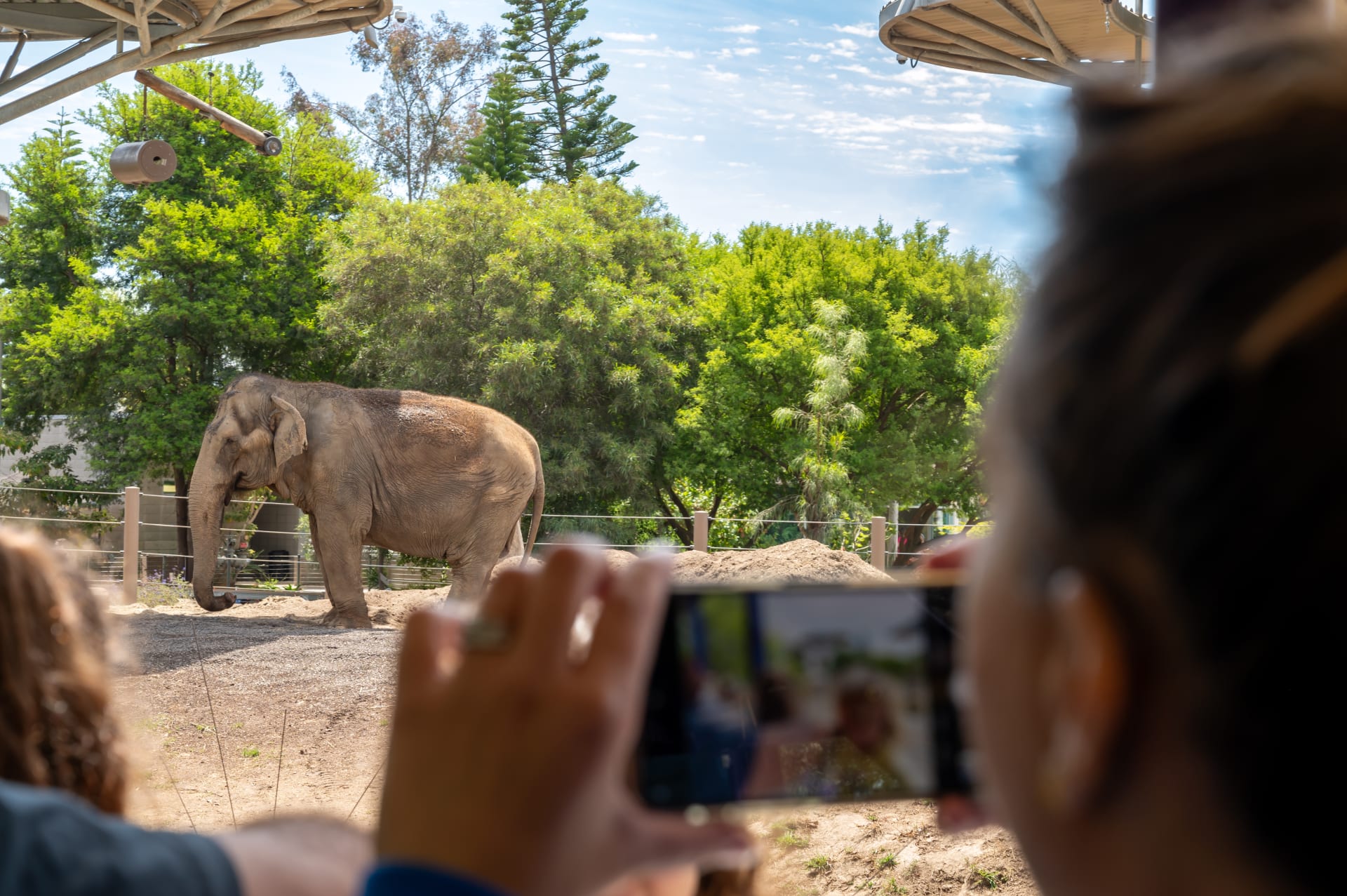 サンディエゴ動物園のアフリカゾウ