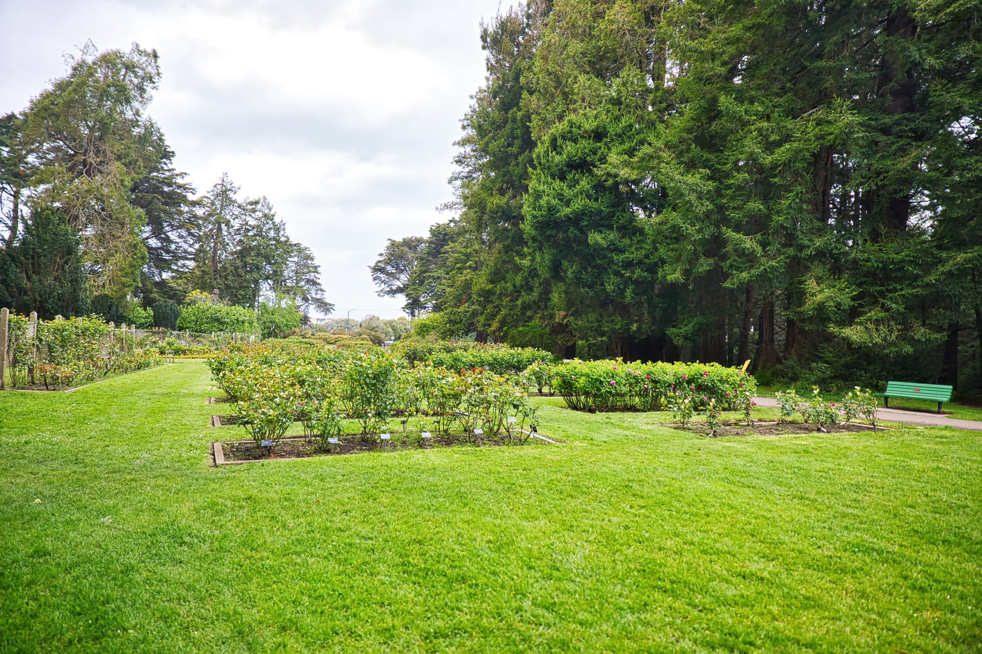 san-franciscos-rose-garden-golden-gate