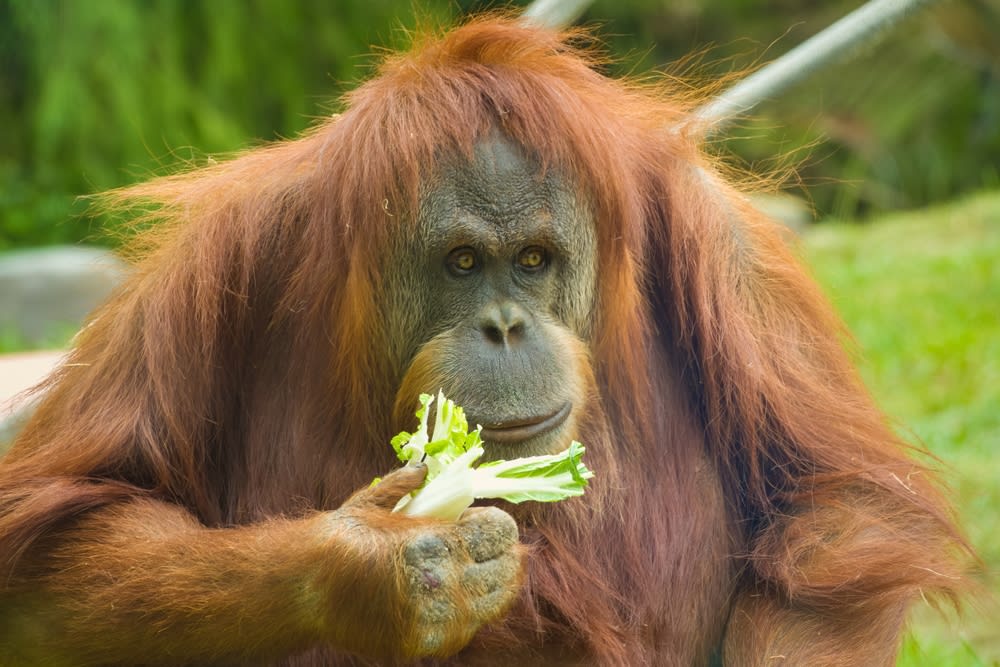 サンディエゴ動物園のオランウータン