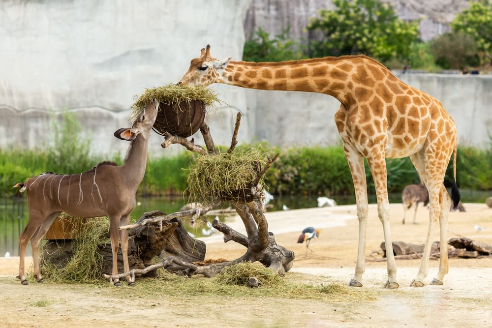 Girafes au San Diego Zoo