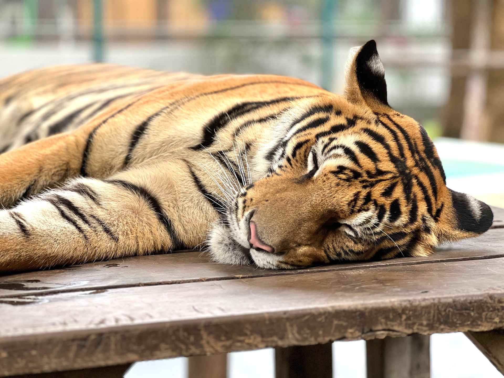 Tiger at San Diego Zoo