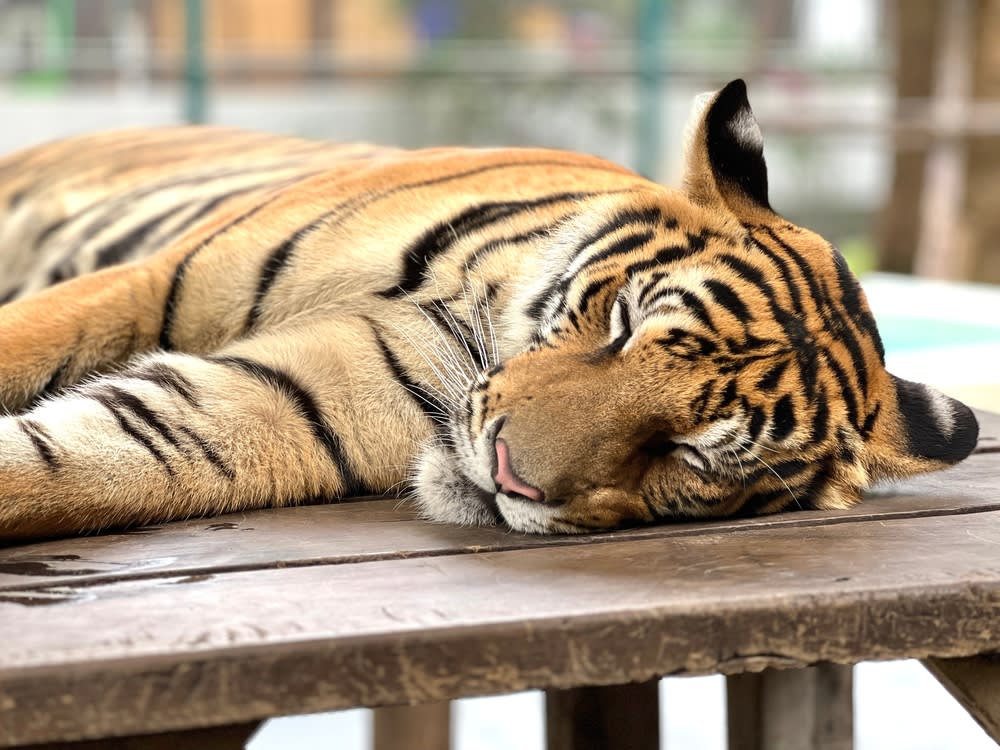 Best time to visit san diego zoo