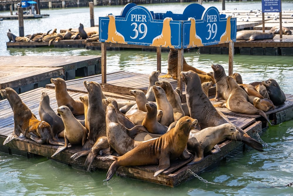 Pier 39 sea lions in San Francisco