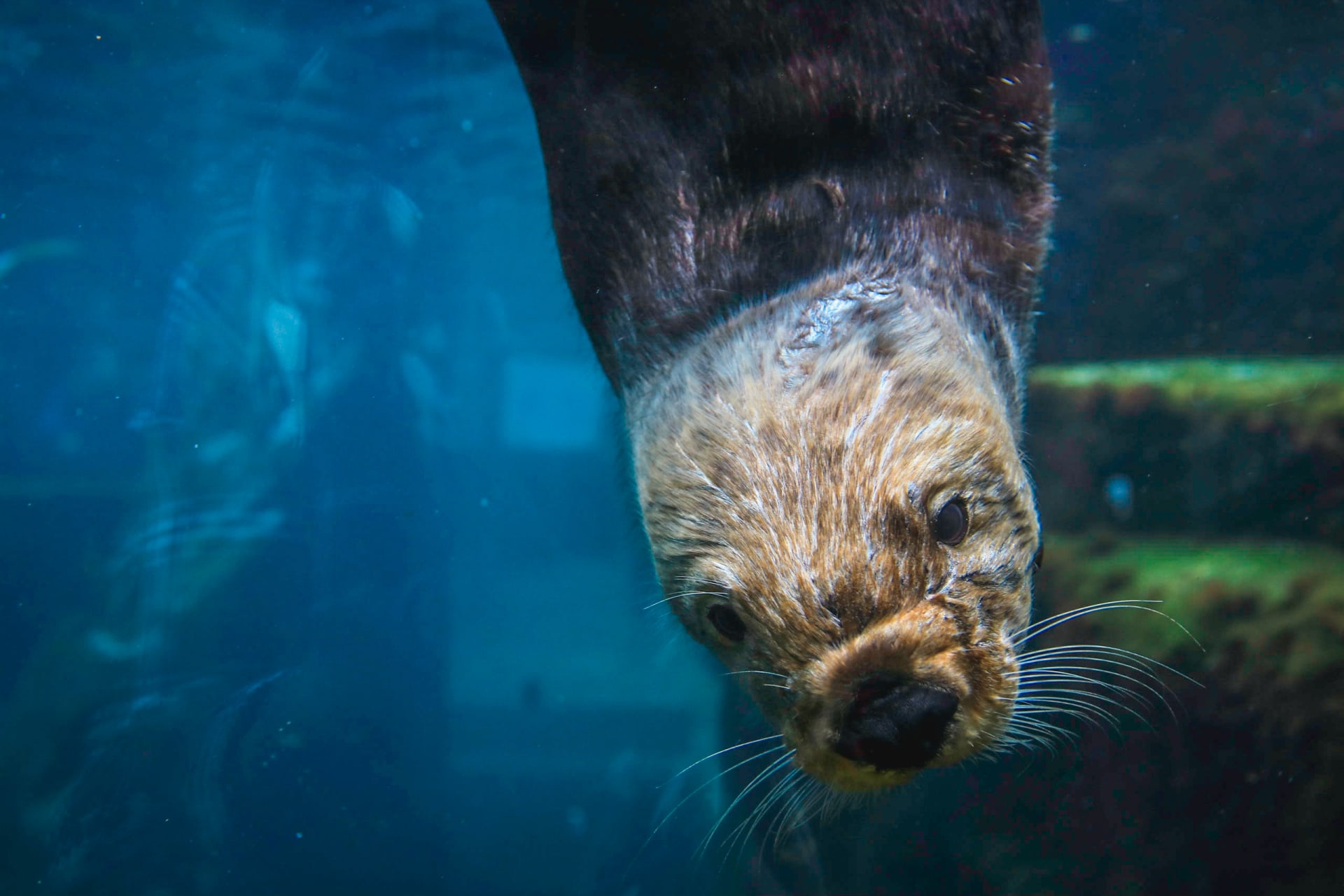sea-otter-swimming-aquarium-pacific-monterey