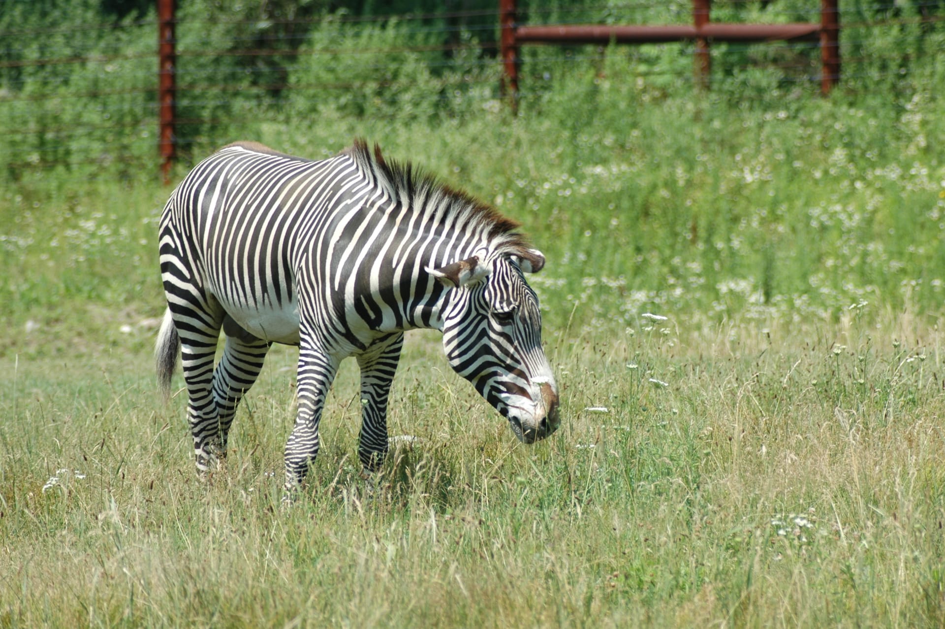 shot-taken-franklin-park-zoo