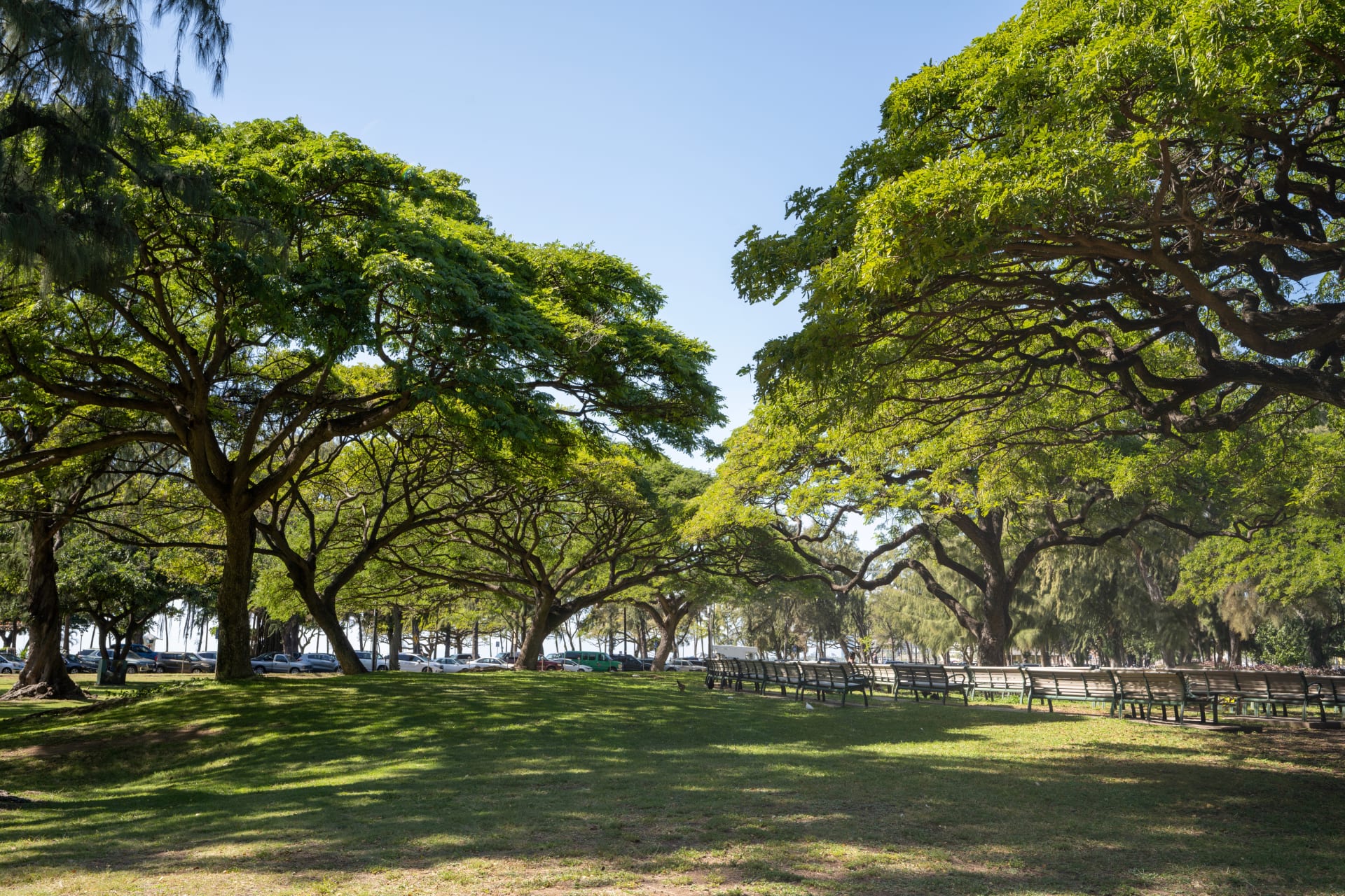 show-section-kapiolani-park-waikiki-hawaii