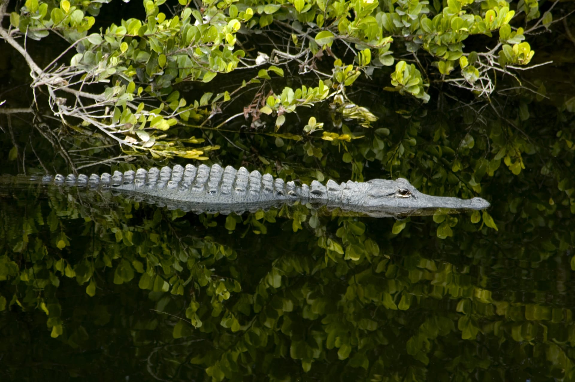 alligator-lurking