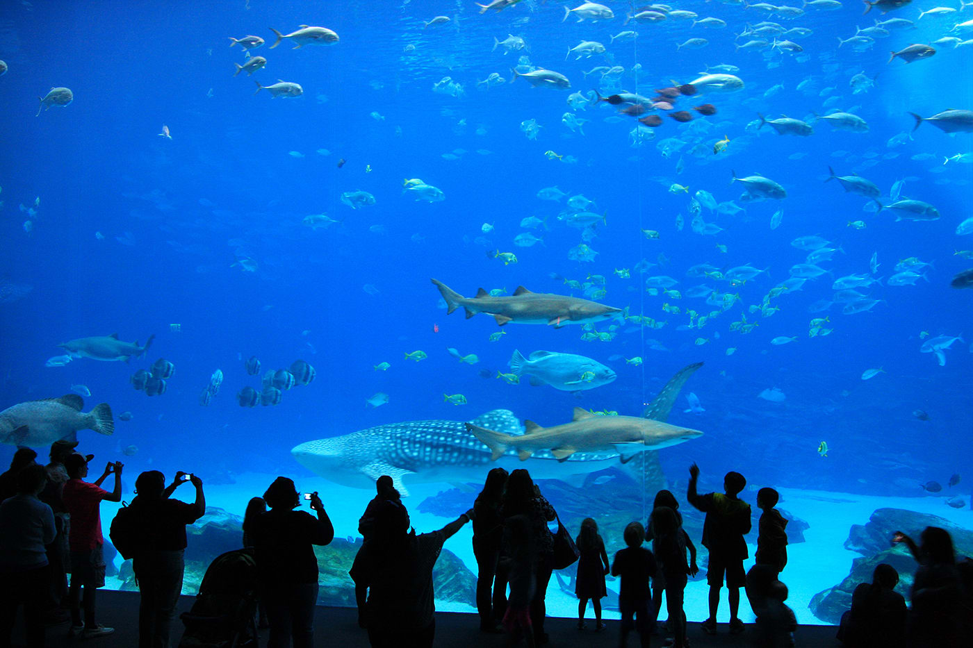 Besucherinnen und Besucher vor einem großen Aquarium