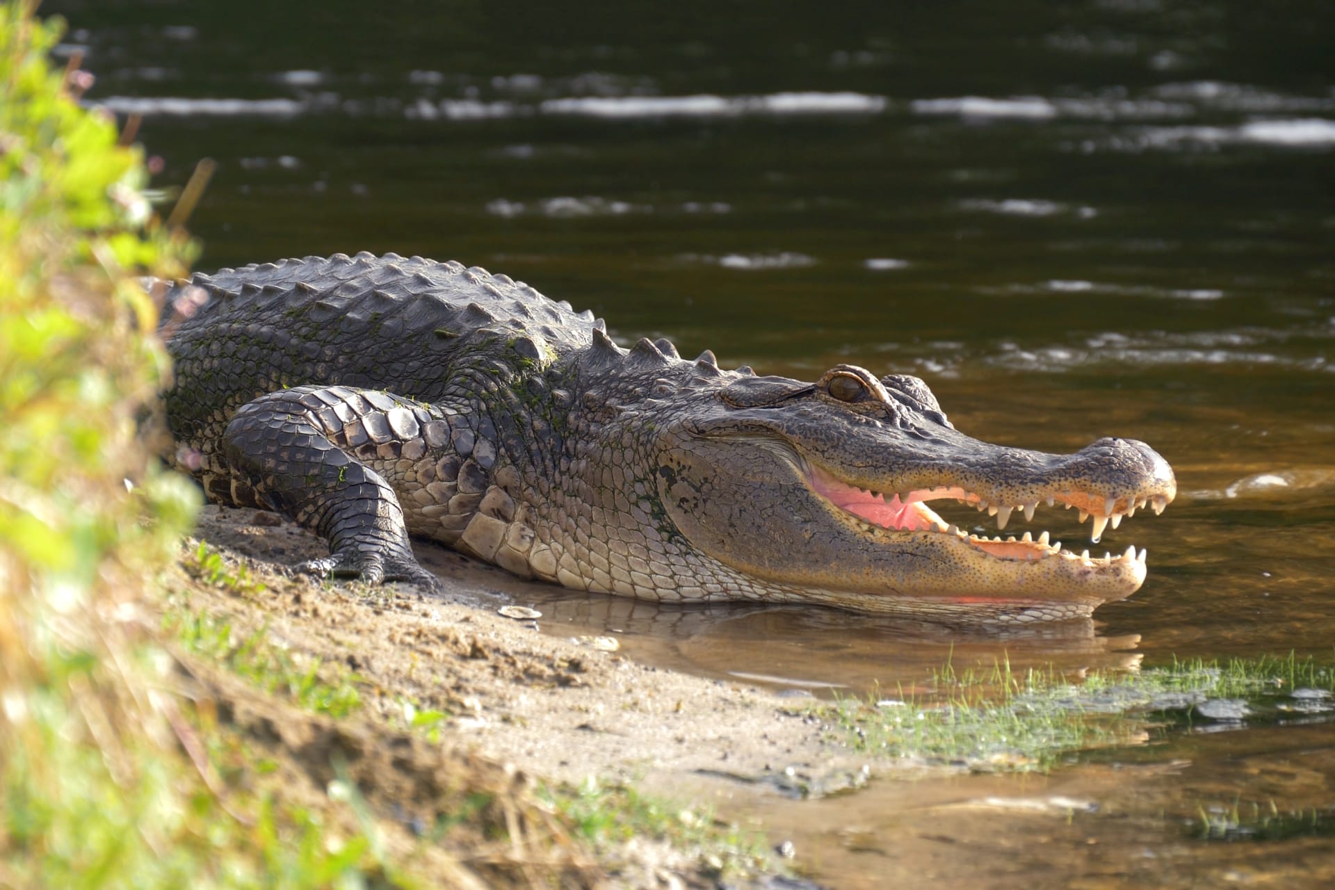 Gators in Florida