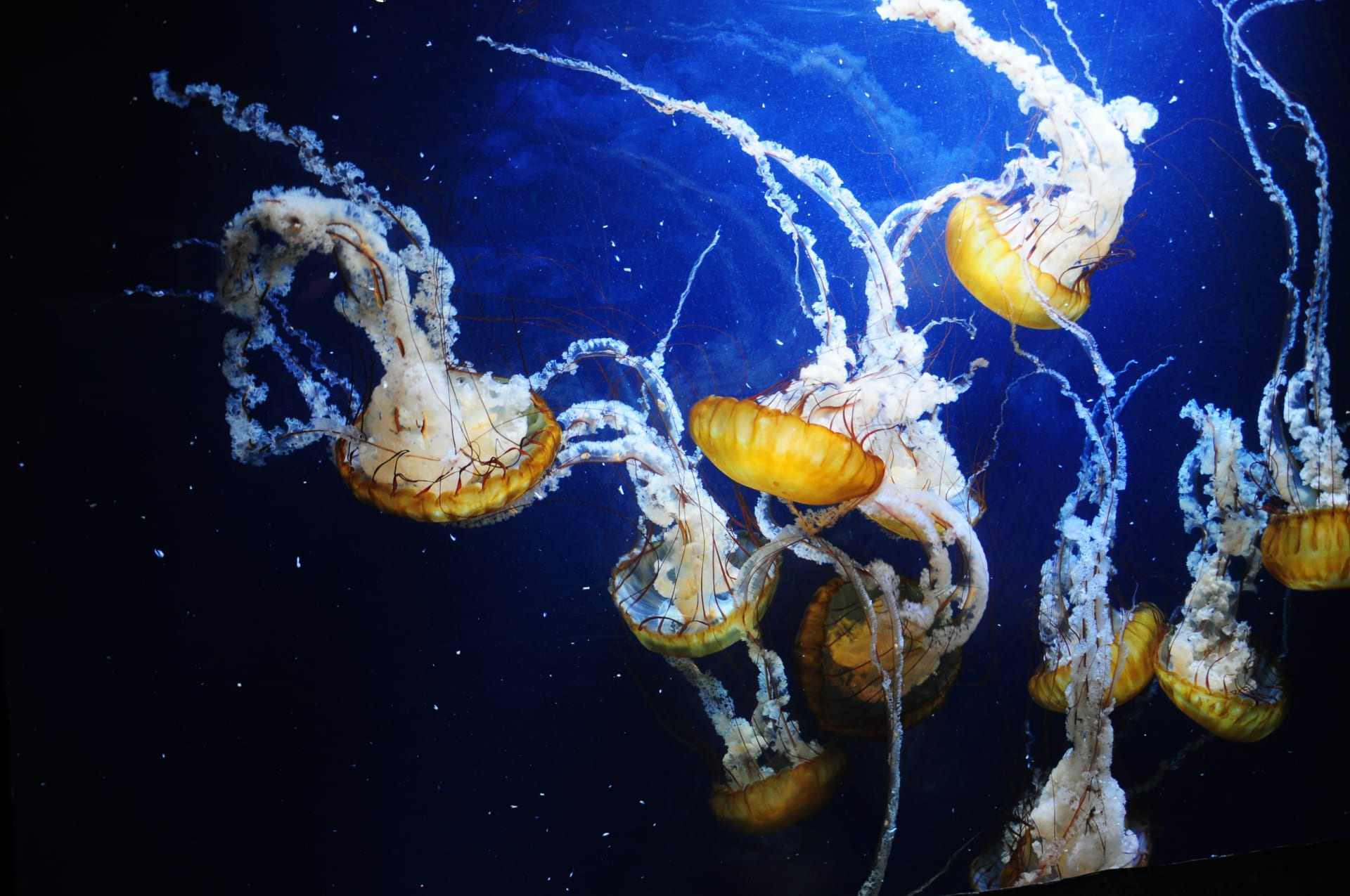 California Academy of Sciences