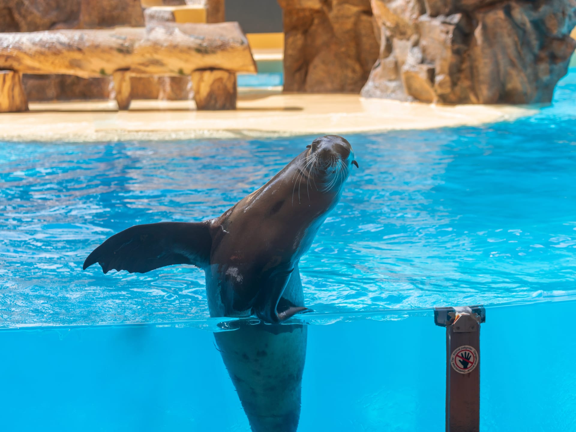 Sea lion show