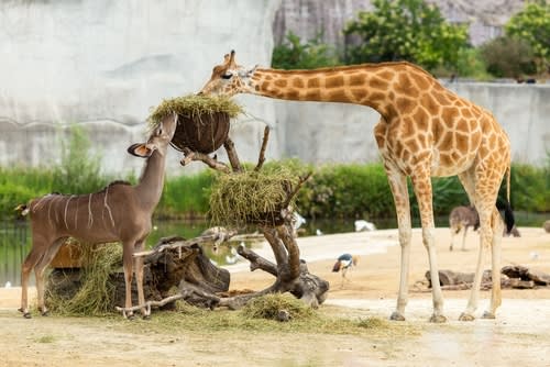 Girafes au zoo de San Diego