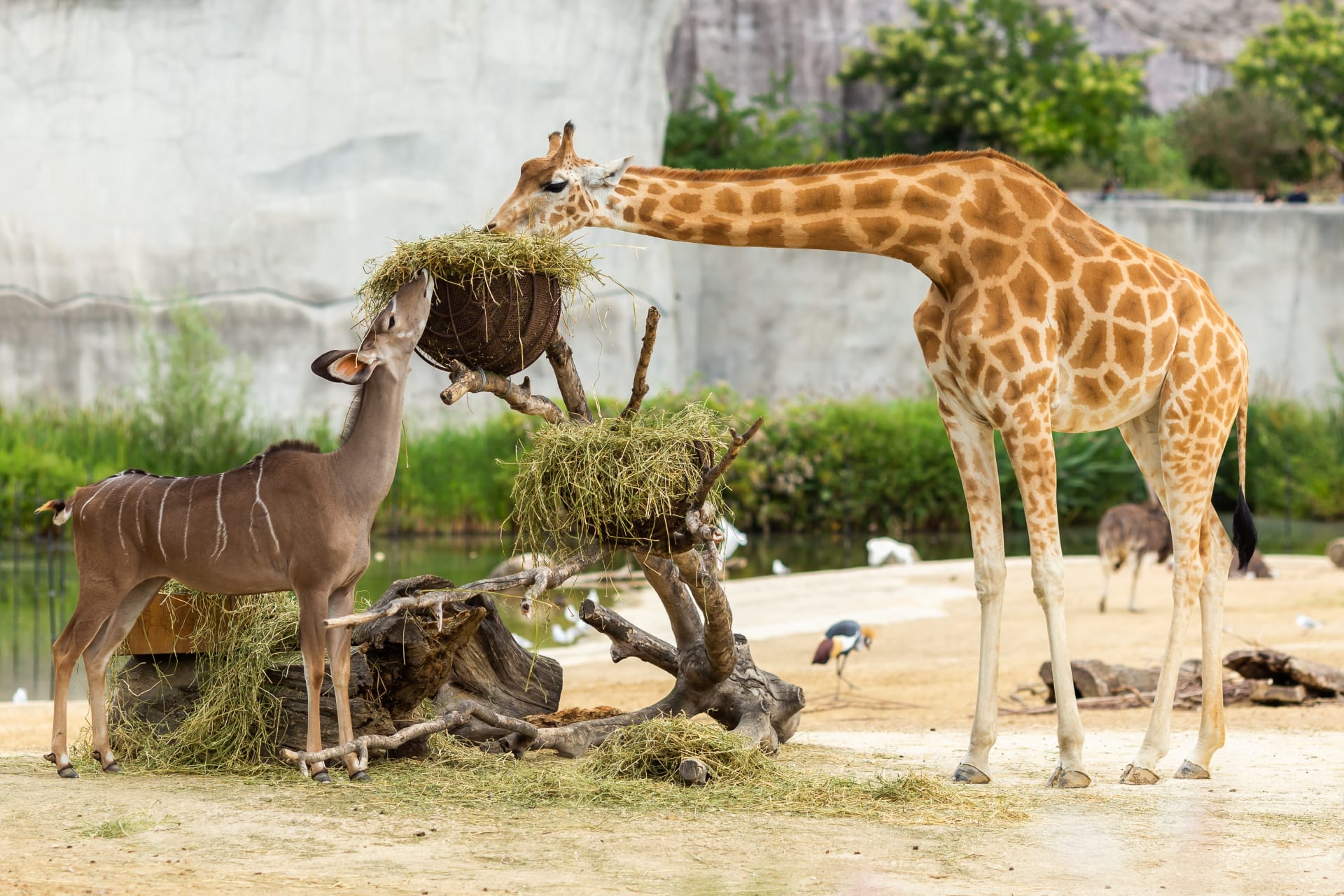 Giraffe im San Diego Zoo