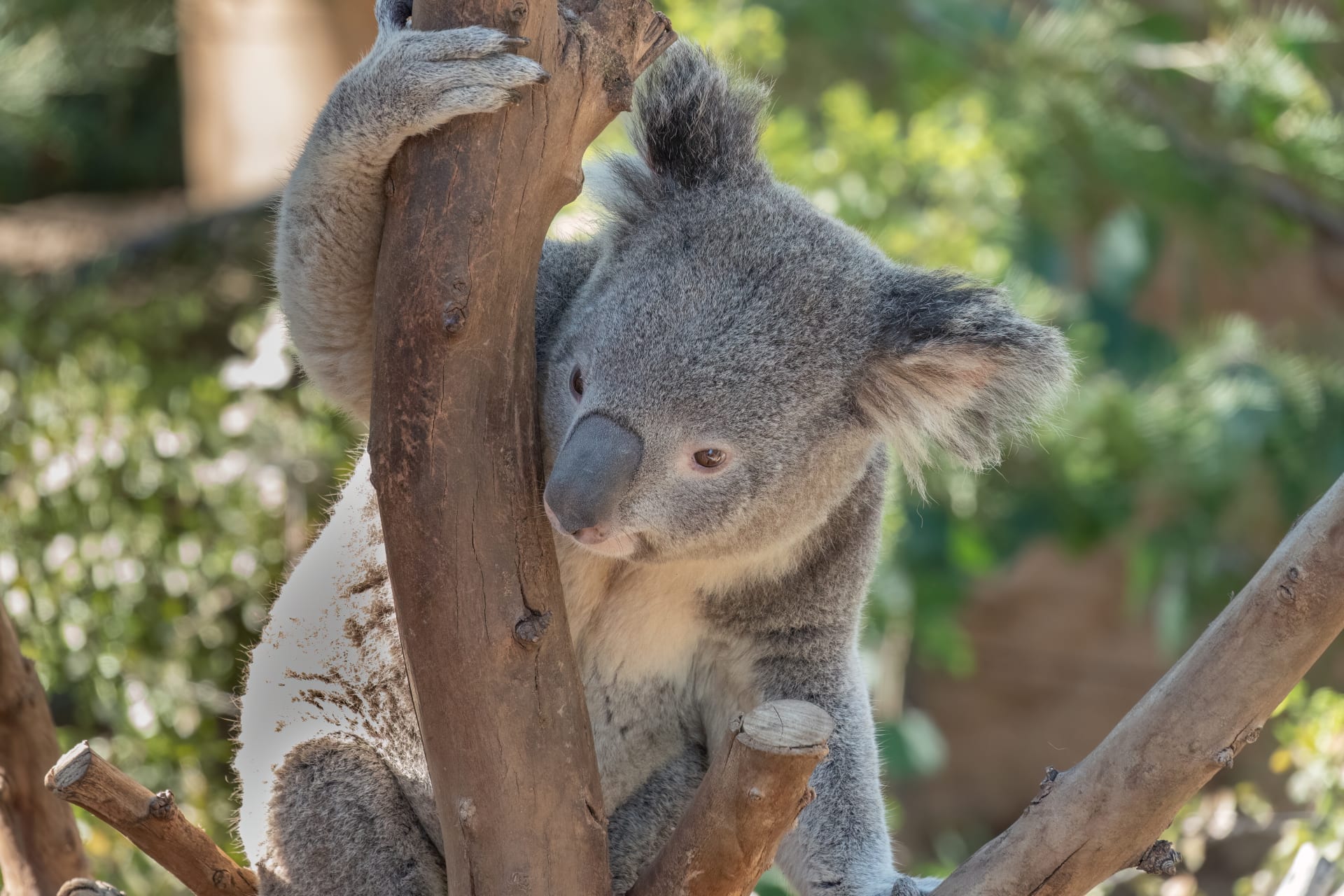 Koala im Zoo San Diego