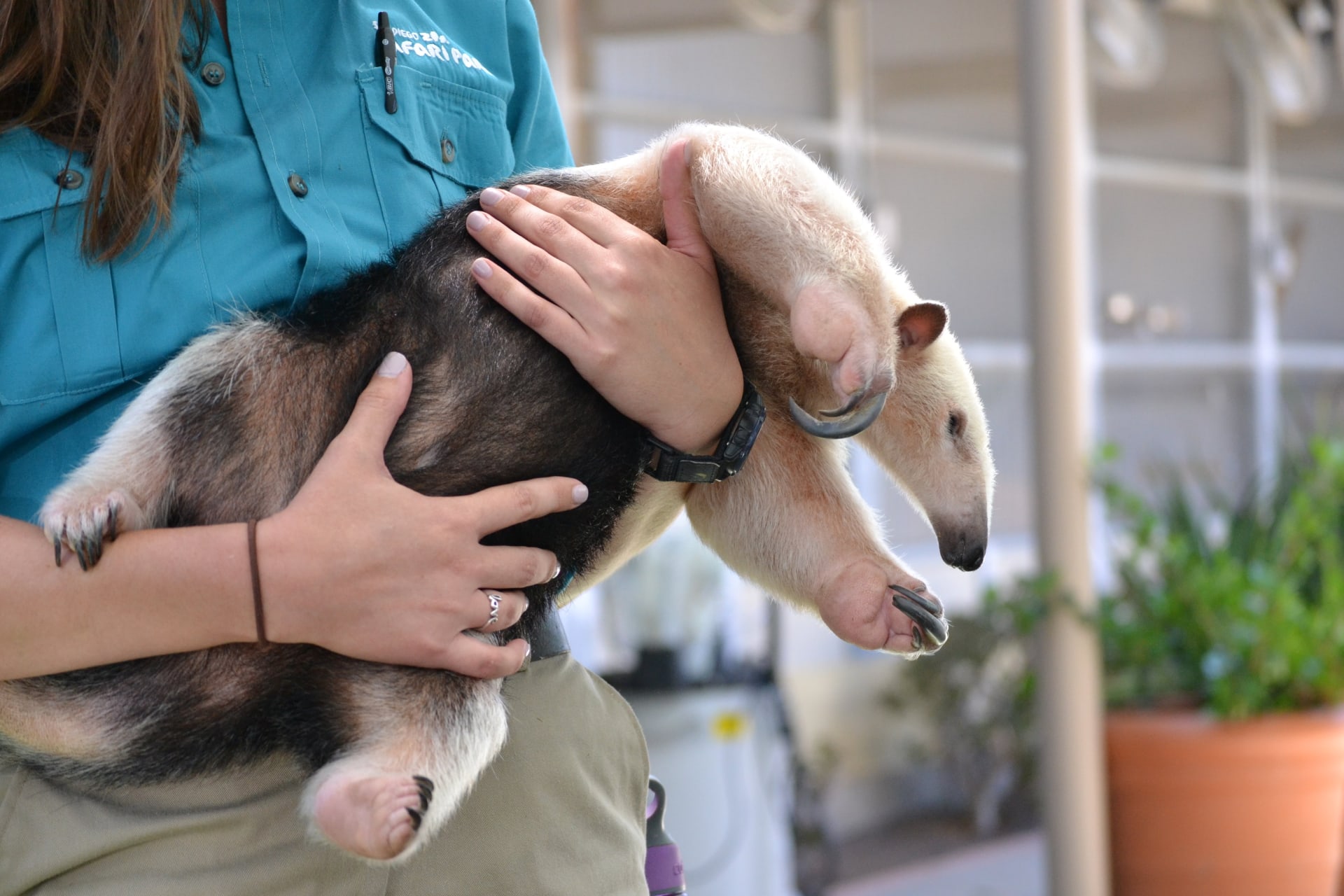 Tierpflegerin mit Tamandua auf dem Arm