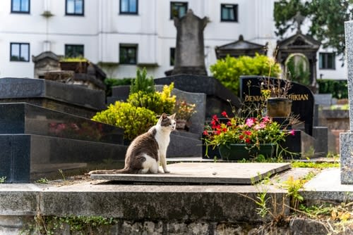 Cat in Paris cemetery