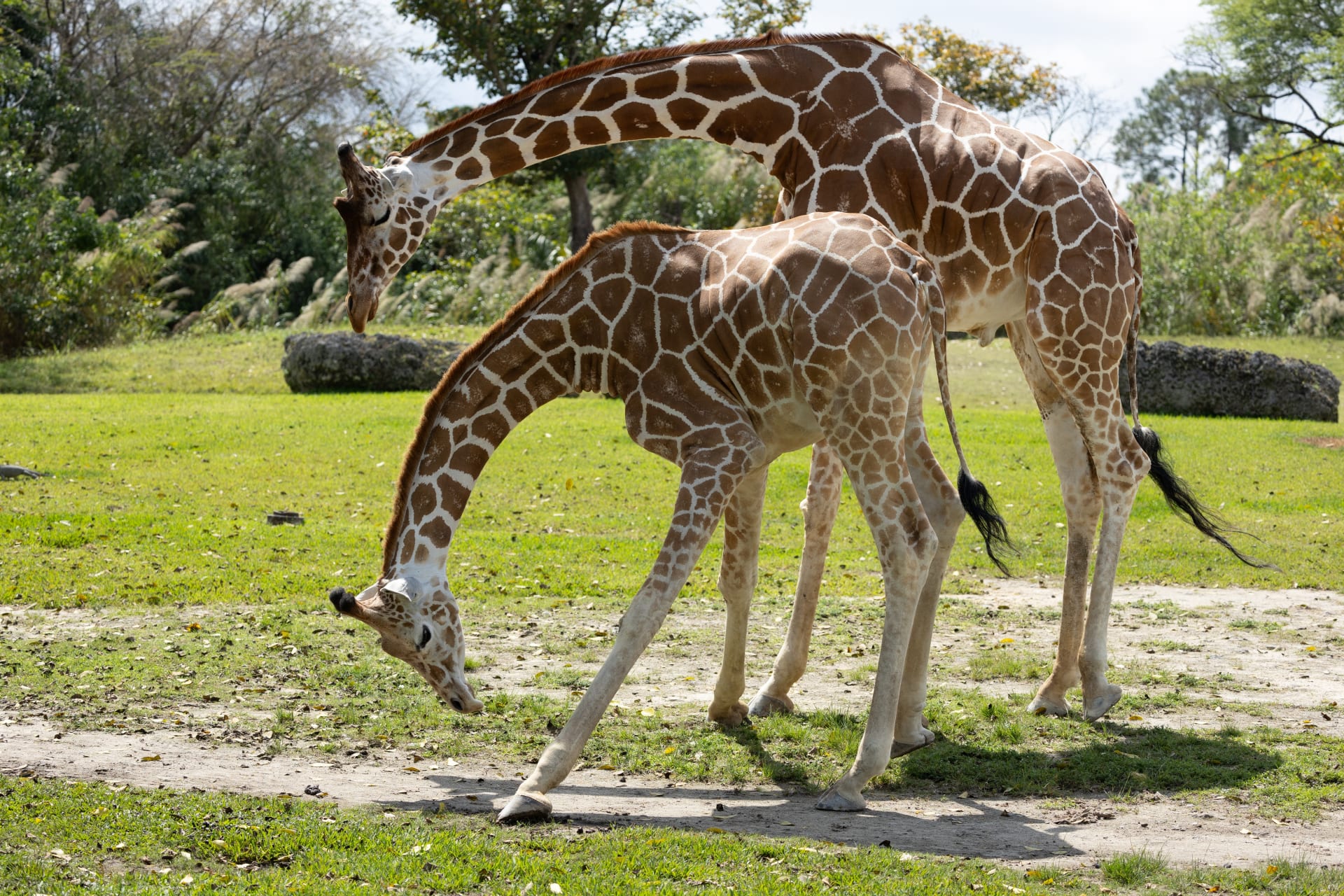 northern-giraffe-miami-metro-zoo