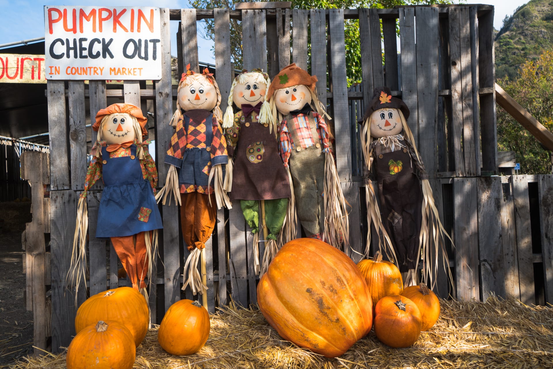 Pumpkins and scarecrows at a farmers' market