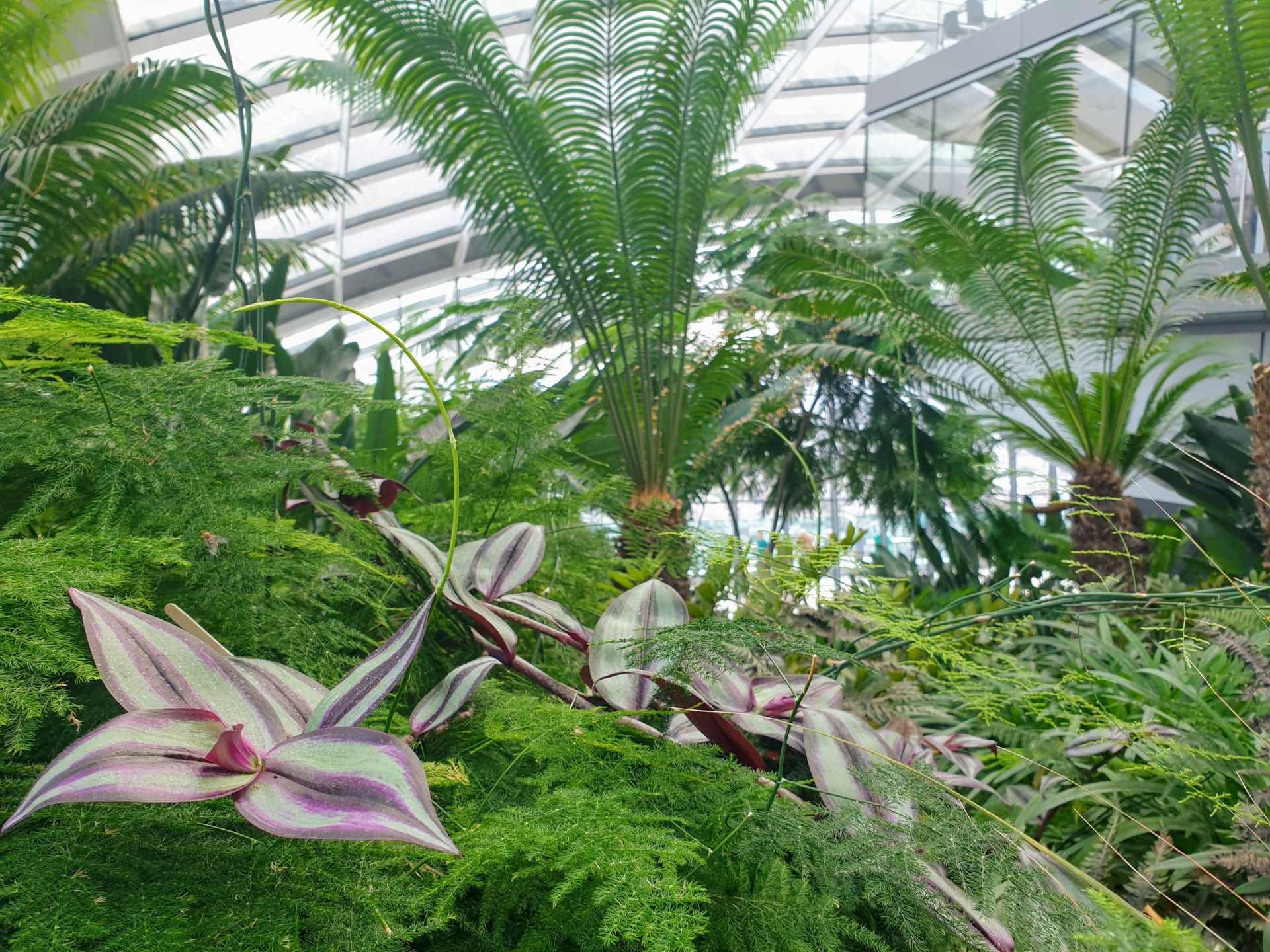 The Sky Garden at the top of the Walkie-Talkie