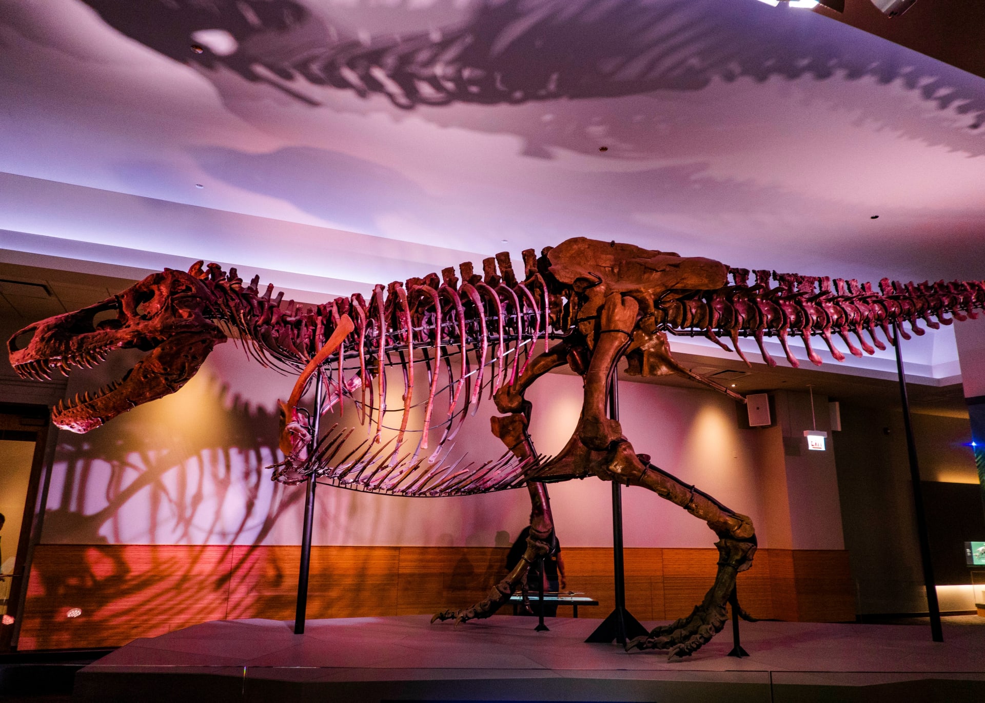 sue-tyrannosaurus-rex-field-museum-chicago