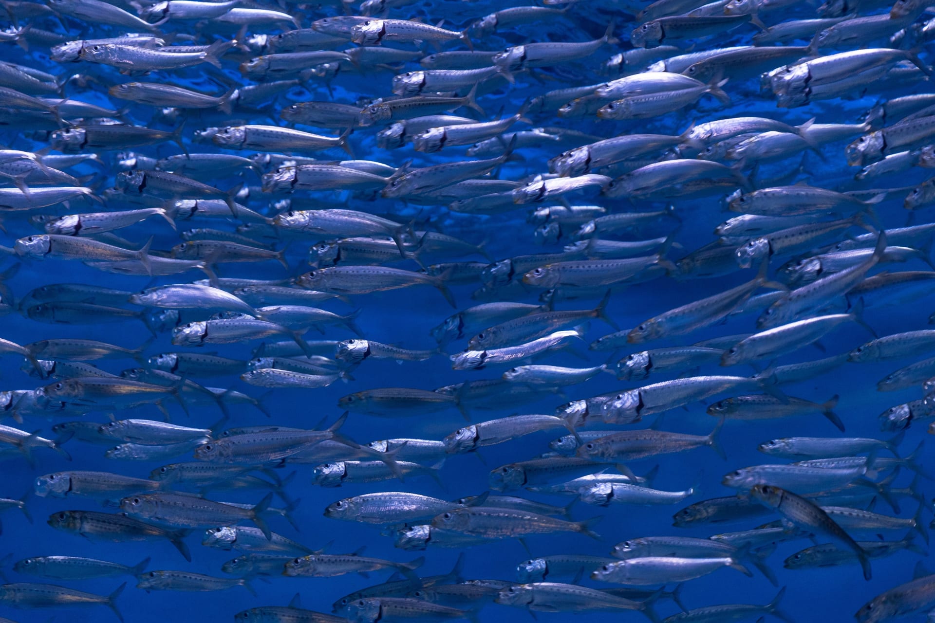 swimming-fast-aquarium