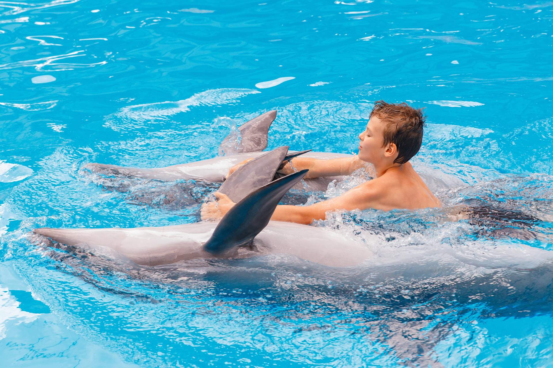 Boy Swimming with Two Dolphins