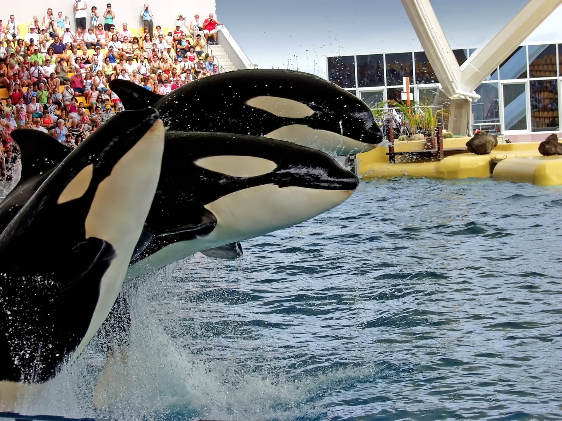 three-orca-whales-seaworld