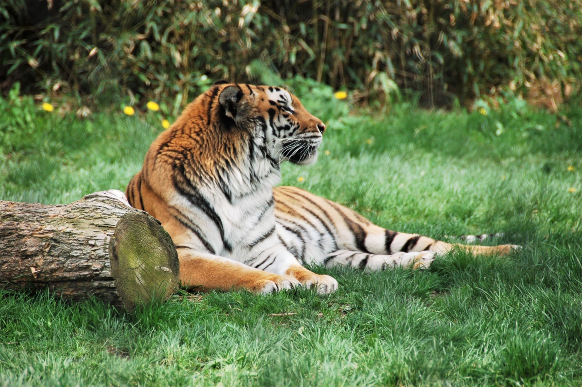 tiger-franklin-park-zoo