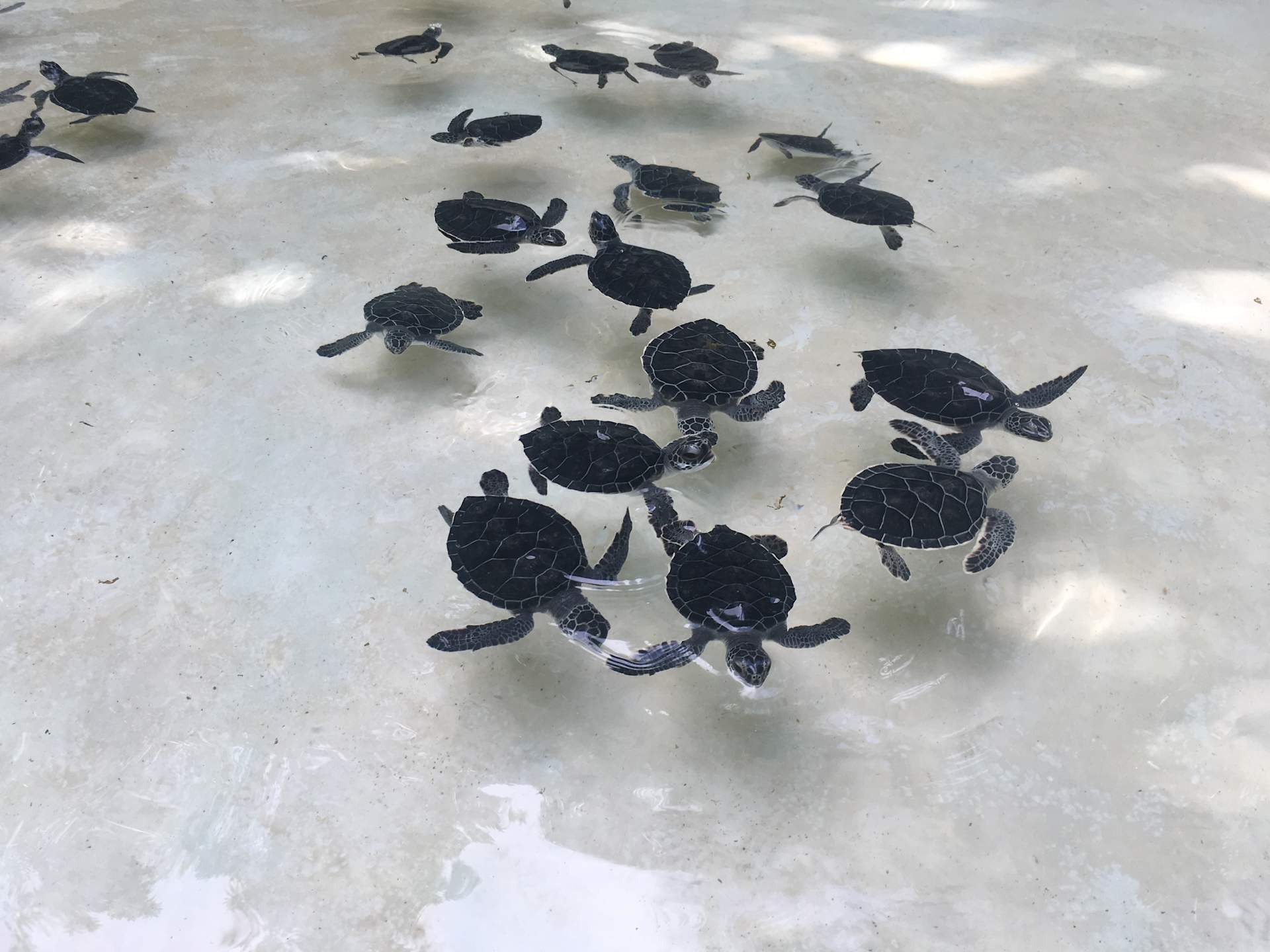 Baby Turtles