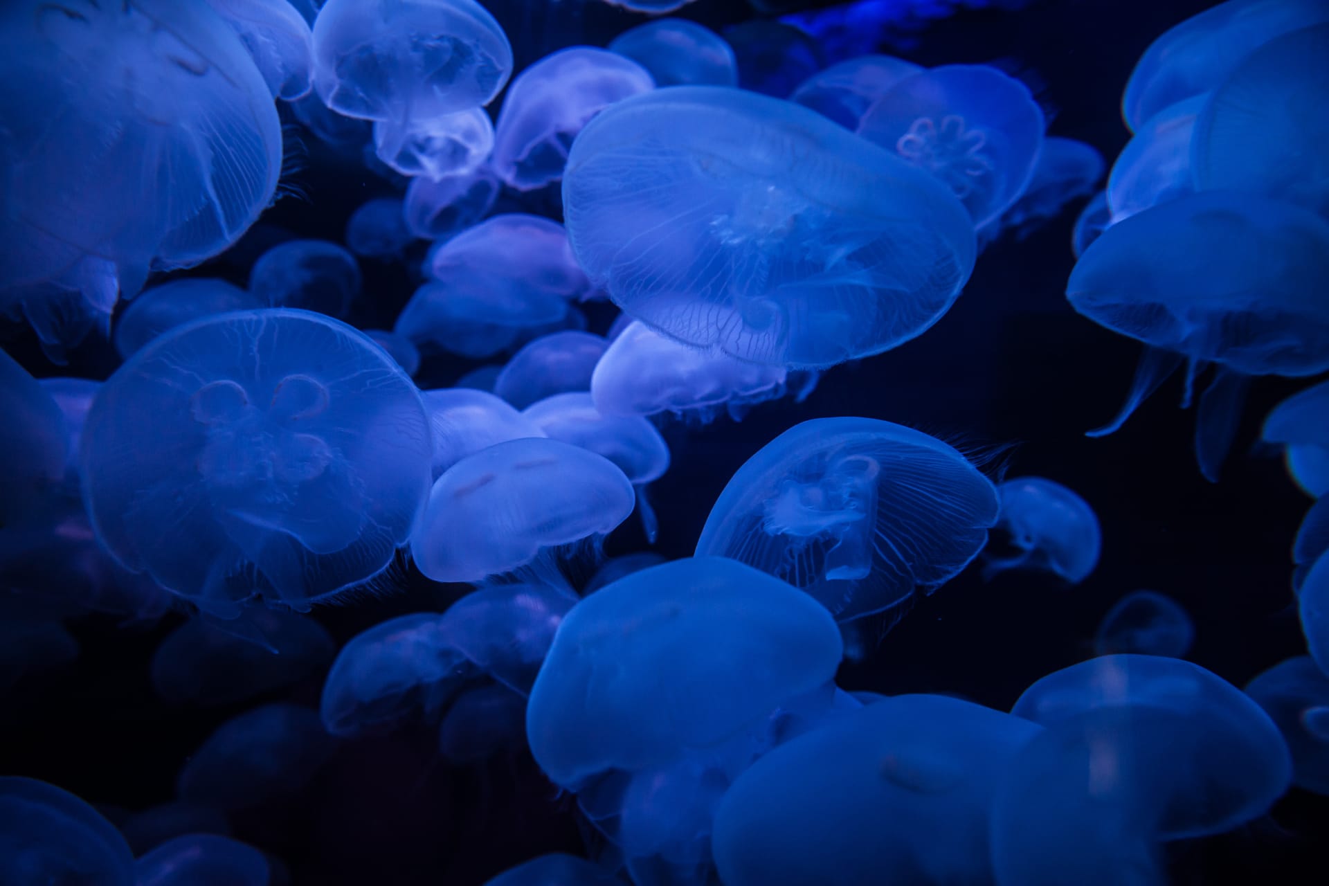 translucent-moon-jellyfish