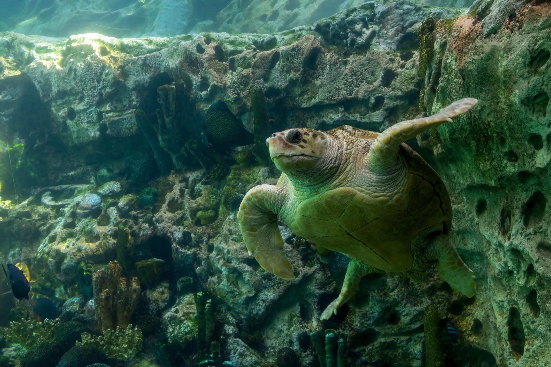 underwater-view-large-sea-turtle-swimming-orlando