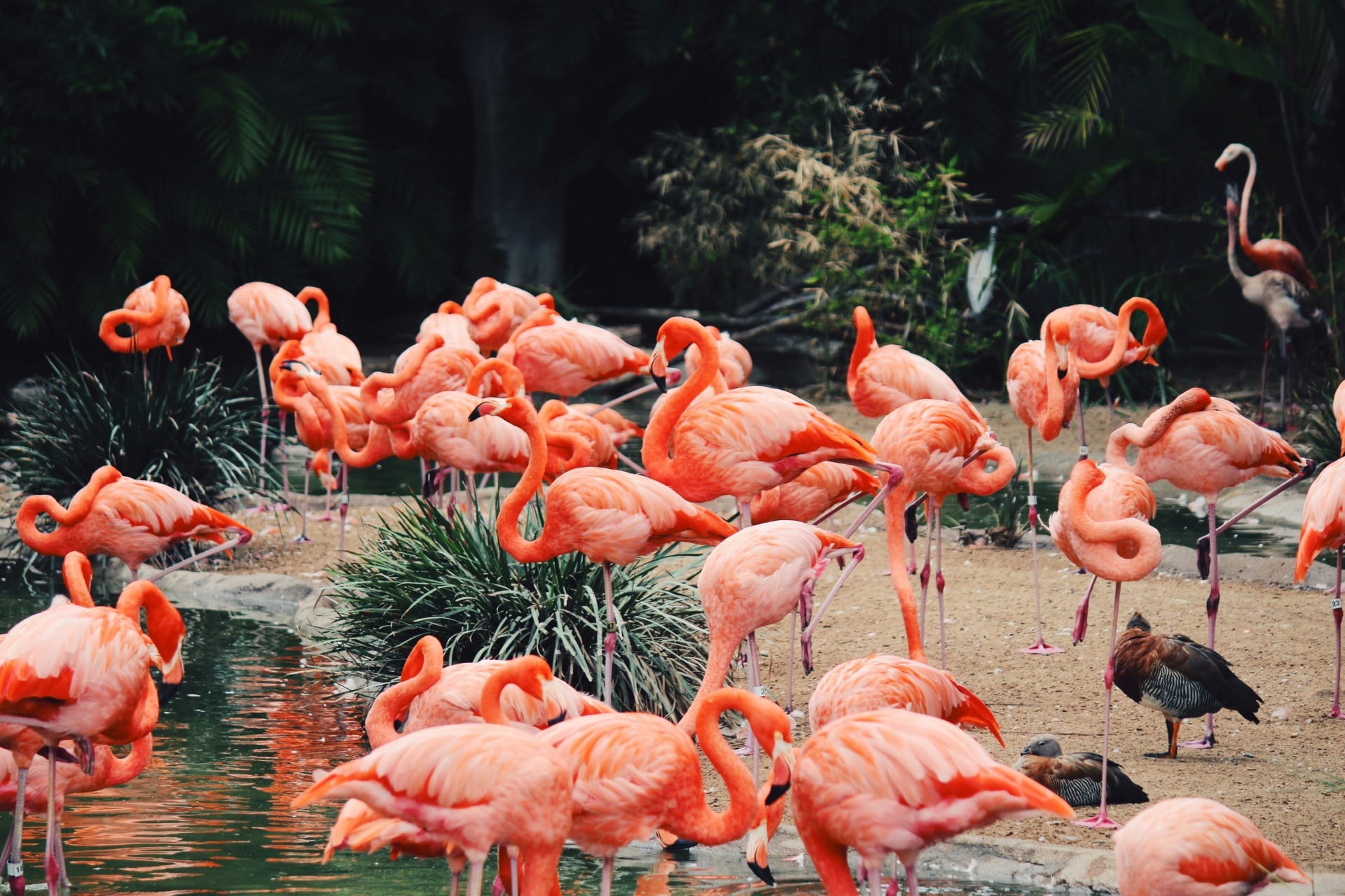Flamingos im Zoo San Diego